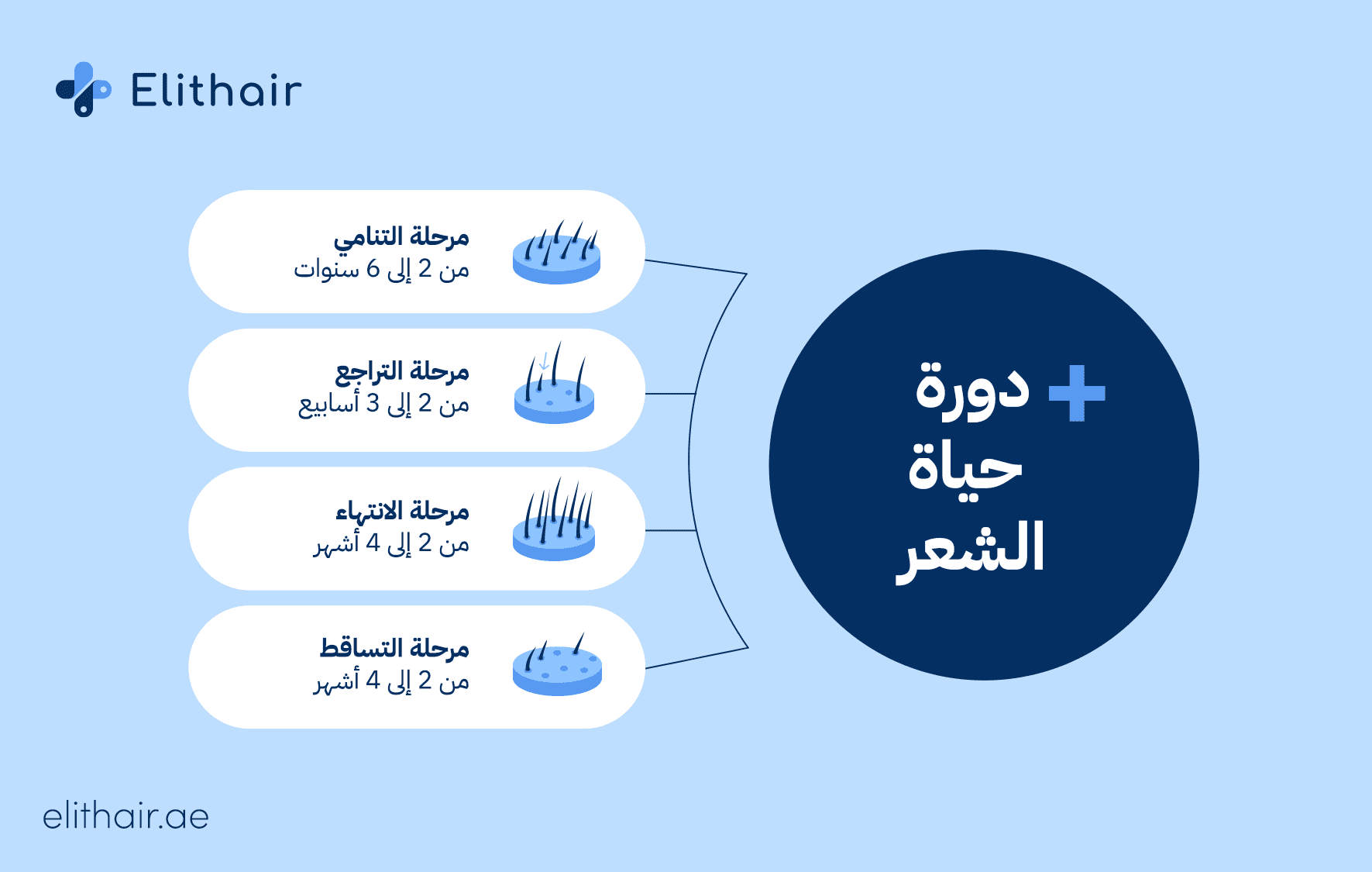 دورة نمو الشعر - مركز اليت هير لزراعة الشعر
