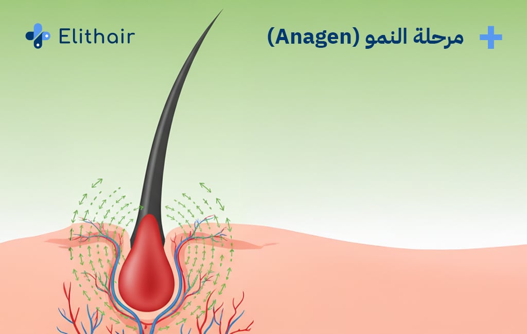 مرحلة النمو من مراحل نمو الشعر