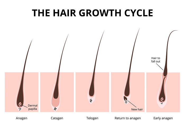 Was ist der Haarwachstumszyklus