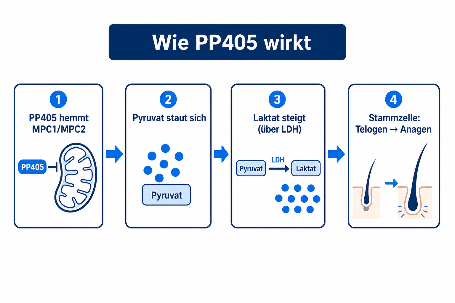Infografik zum Wirkmechanismus von PP405: MPC1/MPC2-Hemmung, Pyruvat-Stau, Laktat-Anstieg und Umschalten der Stammzelle von Telogen auf Anagen