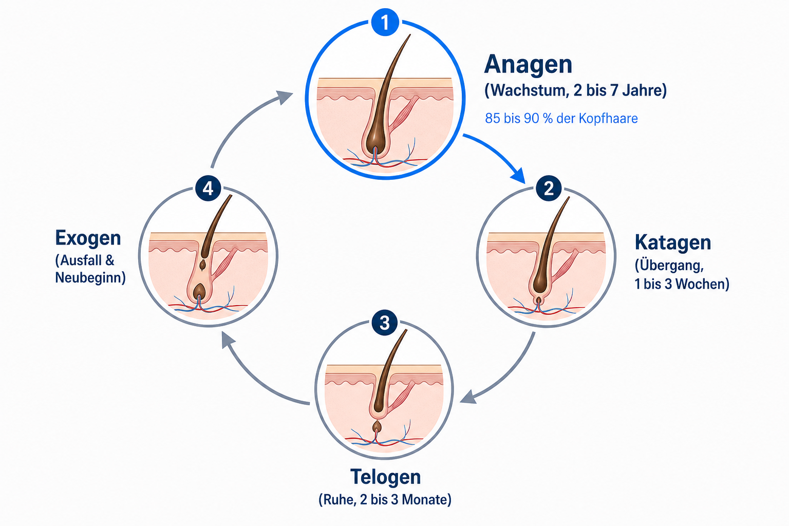 Diagramm des Haarzyklus mit Anagen, Katagen, Telogen und Exogen und dem Anteil wachsender Kopfhaare