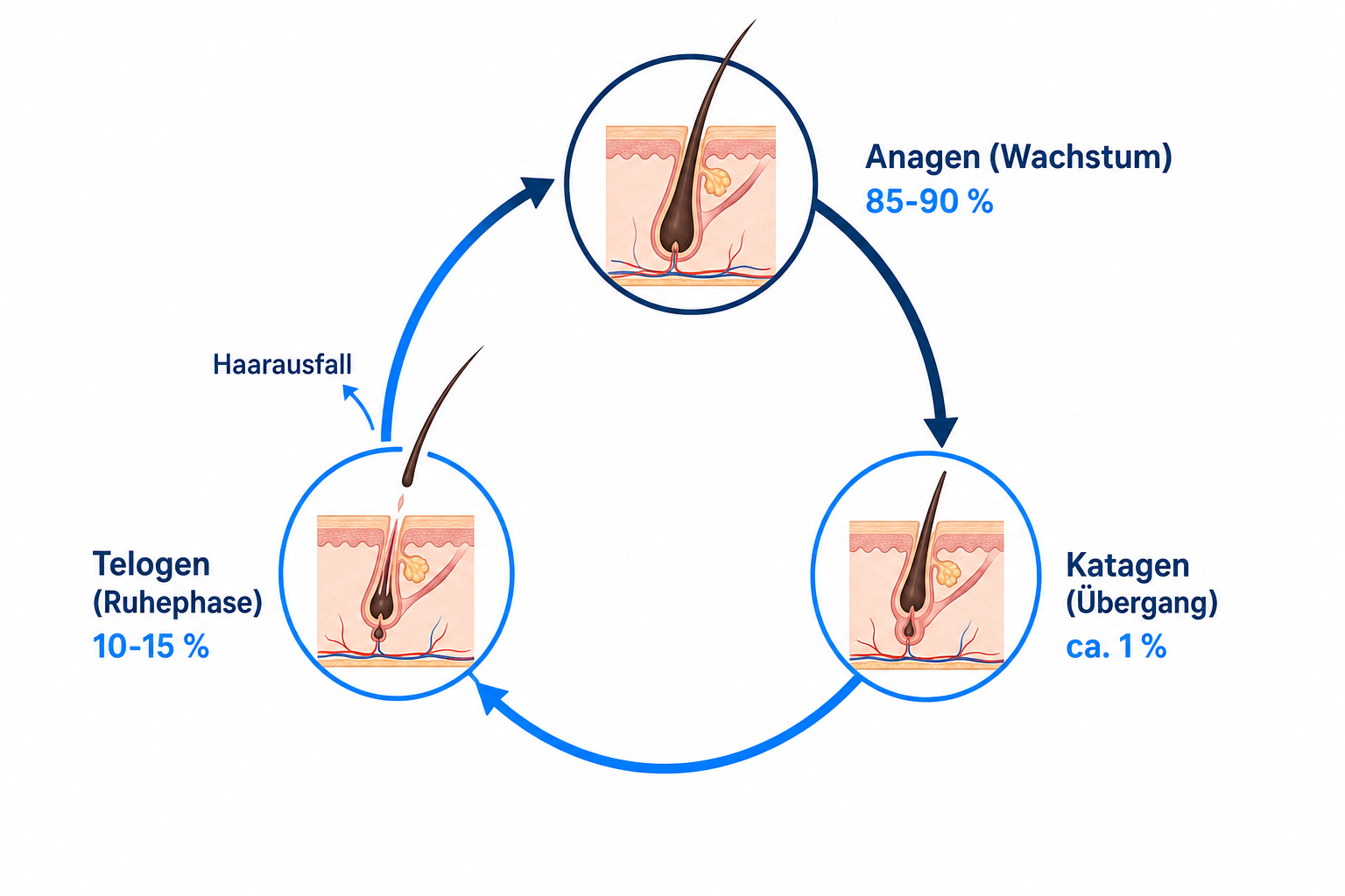 Diagramm des Haarzyklus mit Anagen-, Katagen- und Telogenphase und dem Punkt, an dem Haarausfall entsteht