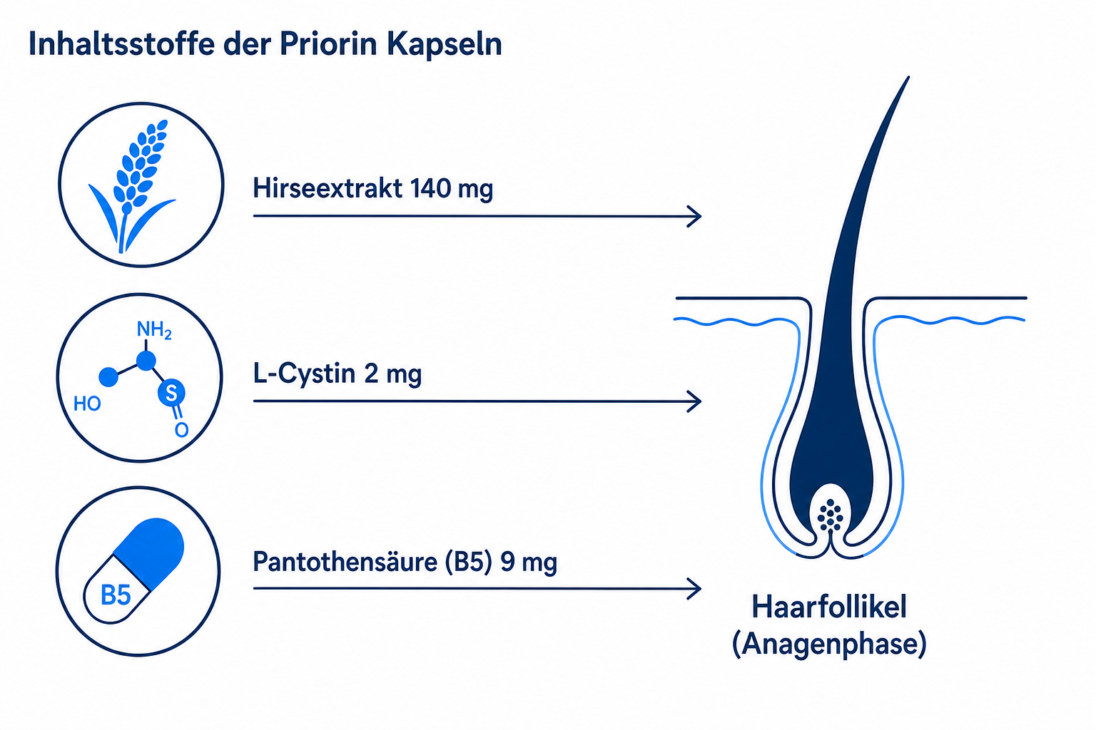 Infografik: Inhaltsstoffe der Priorin Kapseln (Hirseextrakt, L-Cystin, Pantothensäure) und ihre Wirkung am Haarfollikel