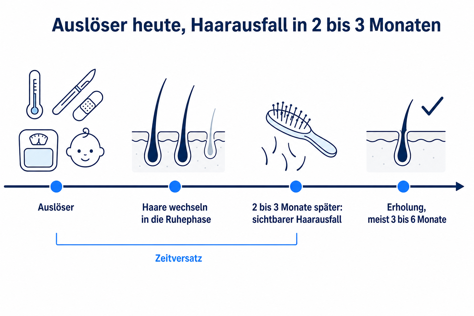 Zeitachse: Auslöser wie Fieber, Operation, Diät oder Geburt, danach Wechsel der Haare in die Ruhephase, sichtbarer Haarausfall nach 2 bis 3 Monaten und Erholung