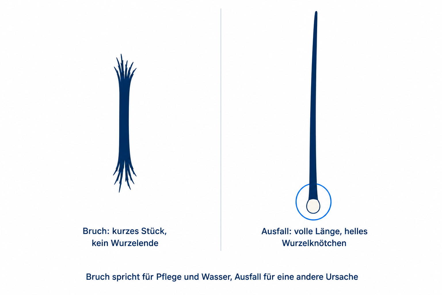 Illustration: abgebrochenes Haar ohne Wurzel im Vergleich zu ausgefallenem Haar mit hellem Wurzelknötchen