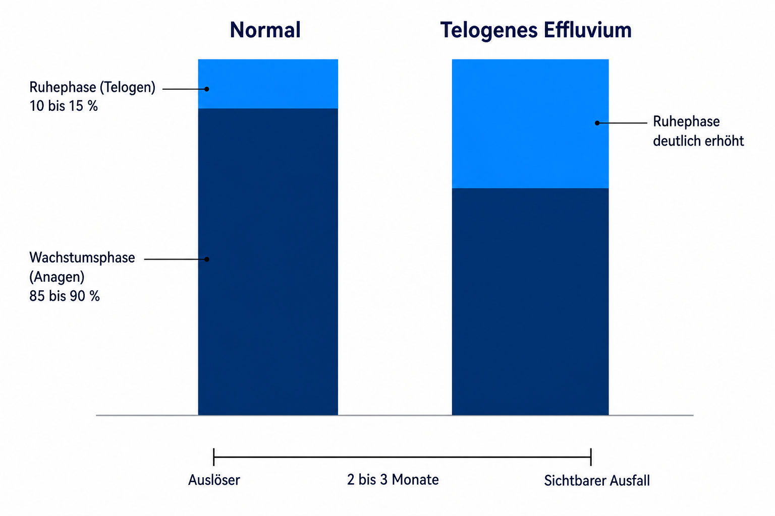 Diagramm: normaler Haarzyklus mit 85 bis 90 Prozent Wachstumsphase gegenüber erhöhter Ruhephase beim telogenen Effluvium