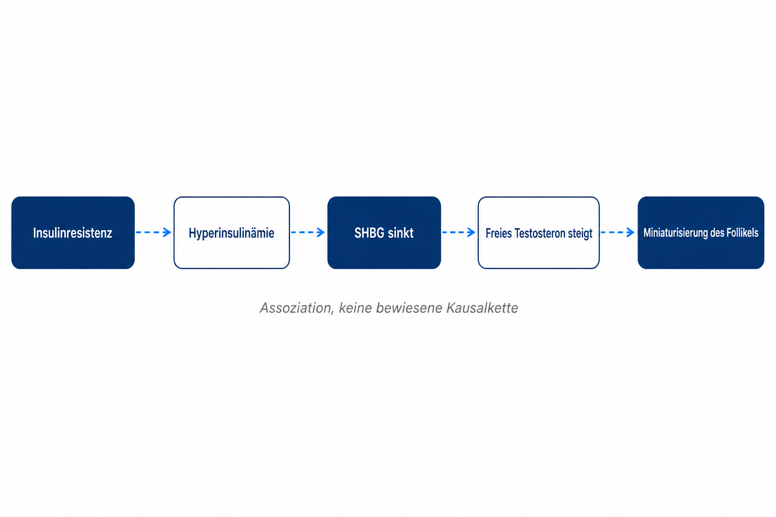 Diagramm der diskutierten Kette von Insulinresistenz über Hyperinsulinämie und SHBG bis zur Miniaturisierung des Haarfollikels