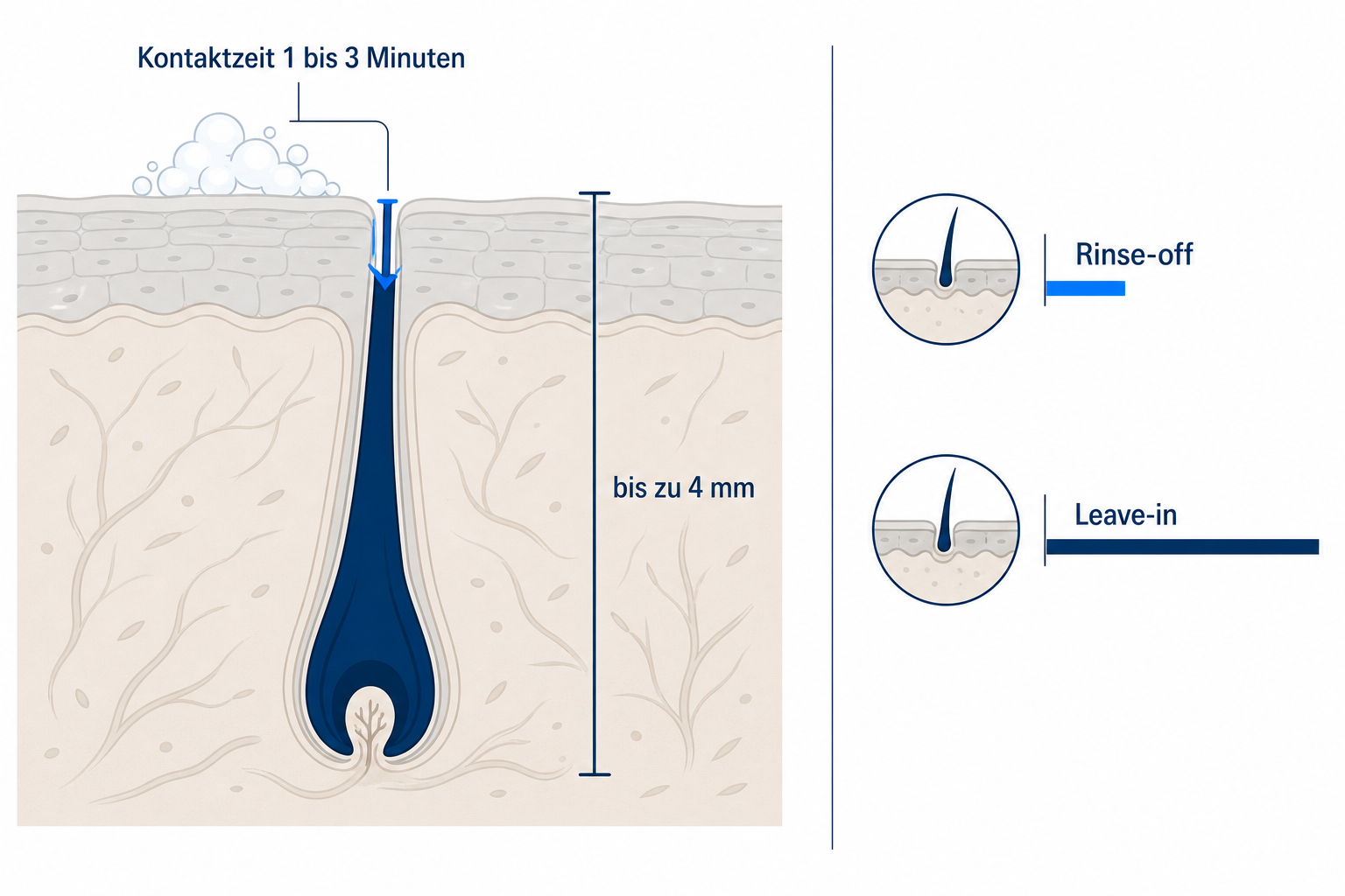 Diagramm: Kopfhaut im Querschnitt mit Haarfollikel bis zu 4 mm Tiefe, dazu die kurze Kontaktzeit eines Shampoos von 1 bis 3 Minuten im Vergleich Rinse-off zu Leave-in