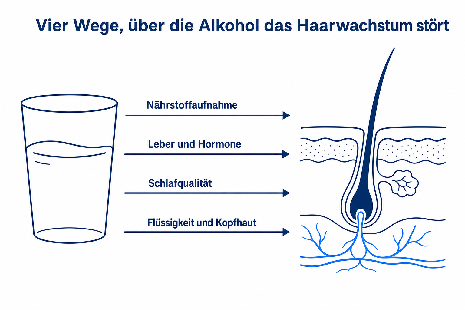Infografik: vier Wege, über die Alkohol das Haarwachstum stört, von Nährstoffaufnahme bis Kopfhaut