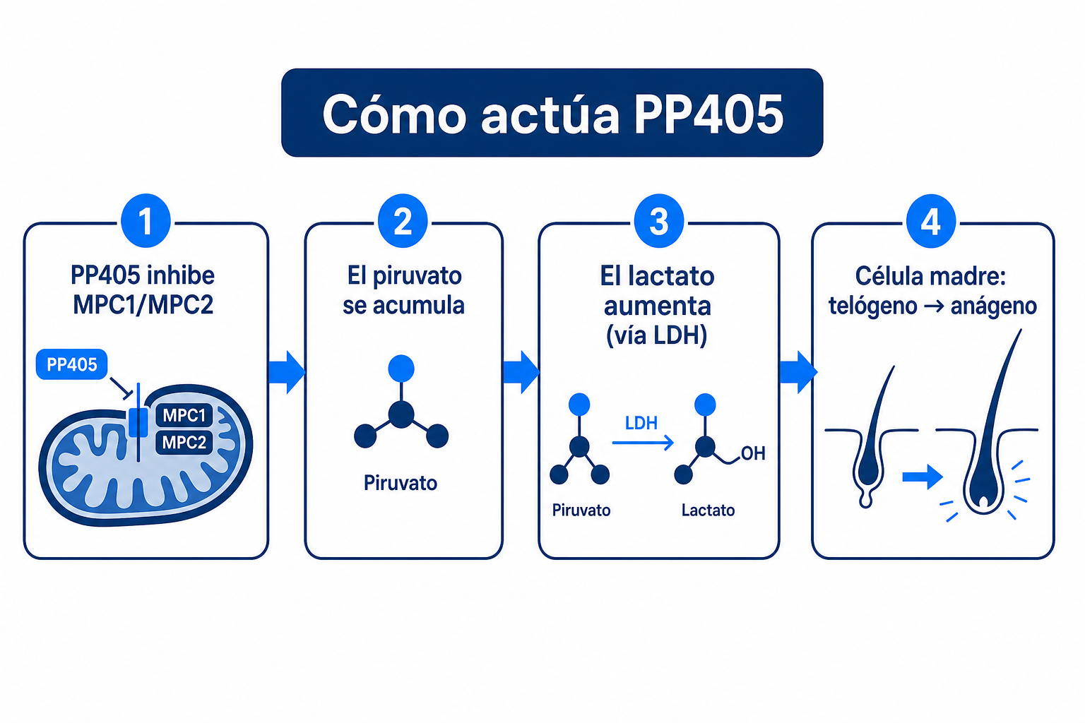 Infografía sobre el mecanismo de acción de PP405: inhibición de MPC1/MPC2, acumulación de piruvato, aumento del lactato y cambio de la célula madre de telógeno a anágeno