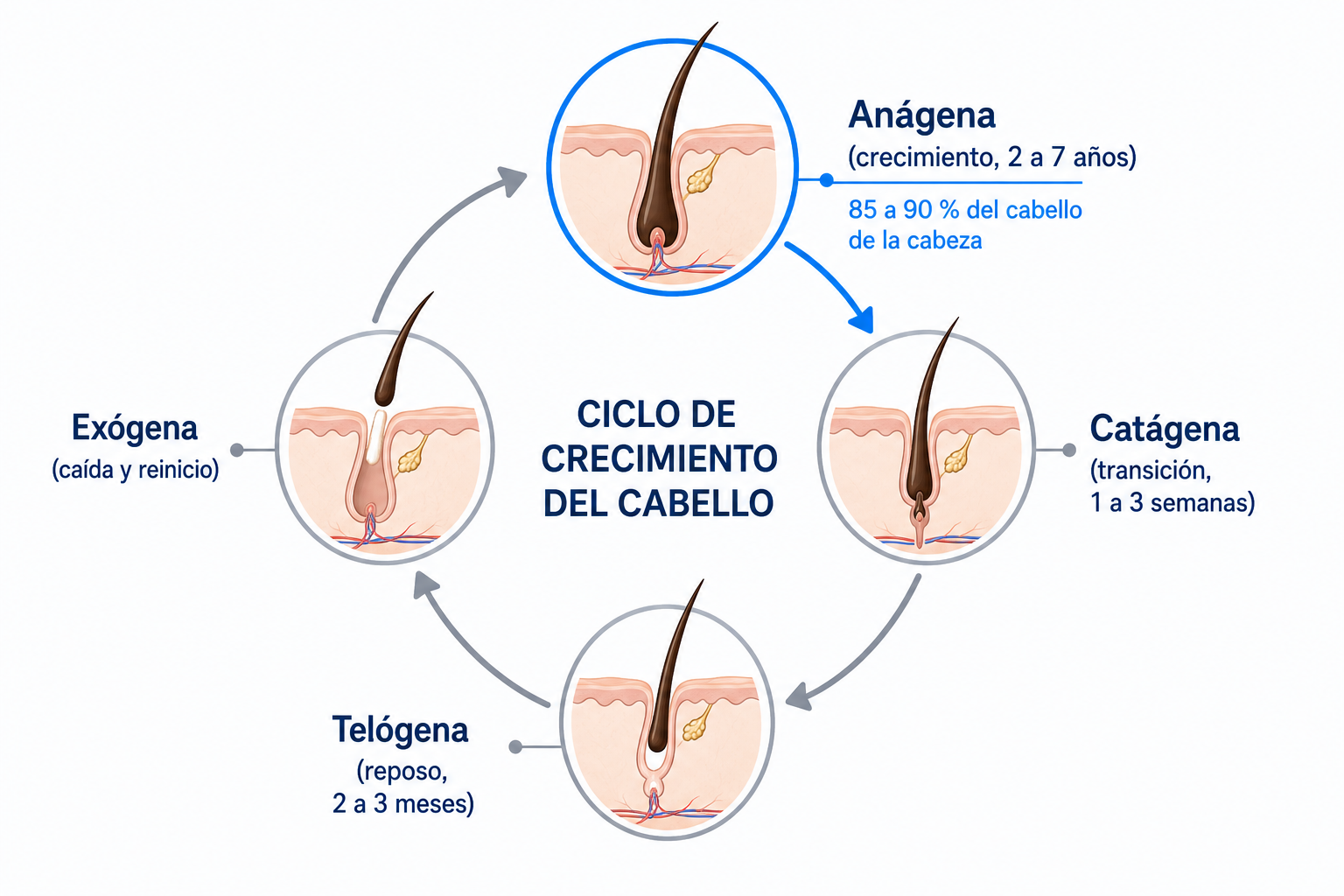 Diagrama del ciclo del pelo con las fases anágena, catágena, telógena y exógena y la proporción de cabello en crecimiento