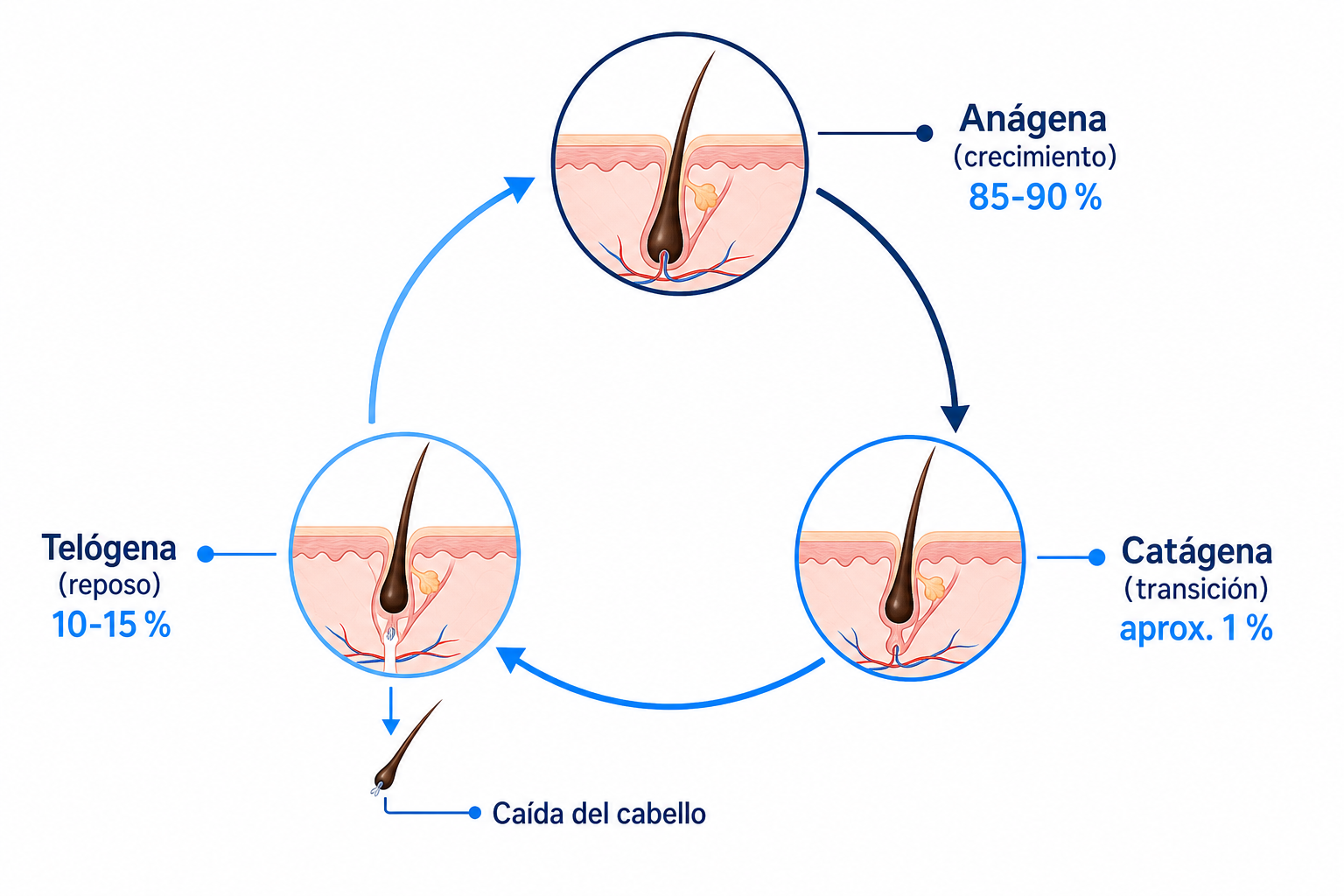 Diagrama del ciclo del cabello con las fases anágena, catágena y telógena y el punto en el que se produce la caída del cabello