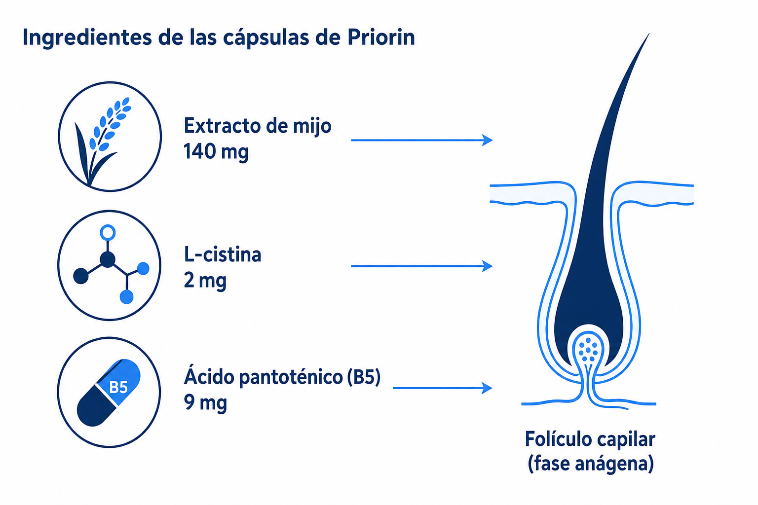 Infografía: ingredientes de las cápsulas de Priorin (extracto de mijo, L-cistina, ácido pantoténico) y su acción en el folículo capilar