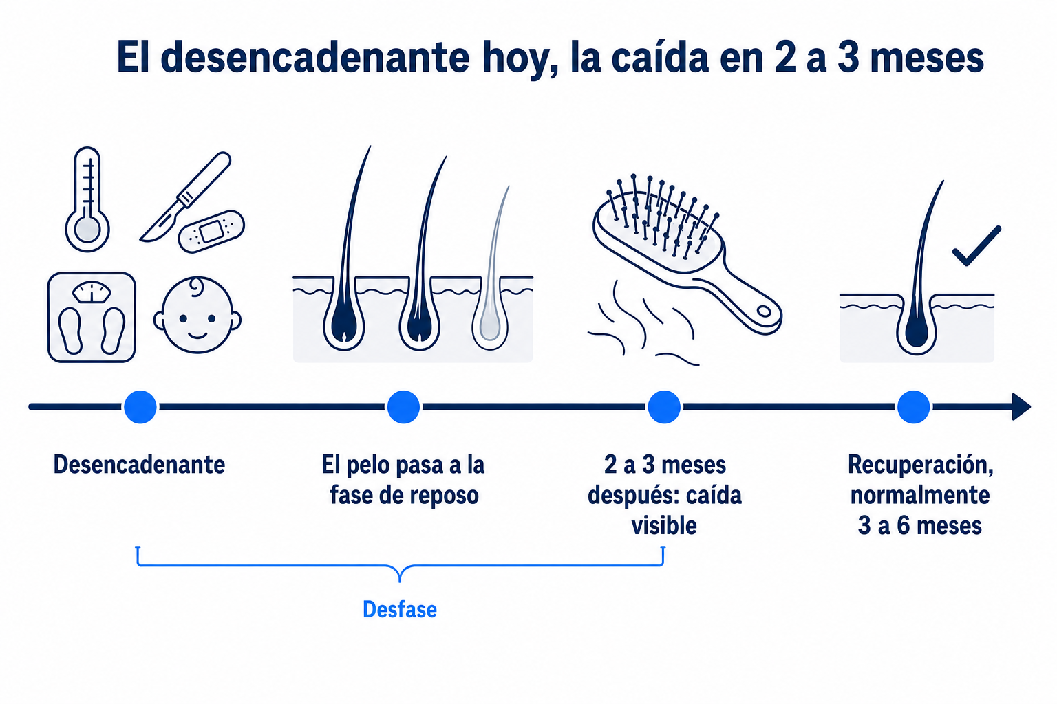 Línea temporal: desencadenantes como fiebre, operación, dieta o parto, después el paso del pelo a la fase de reposo, caída visible al cabo de 2 a 3 meses y recuperación