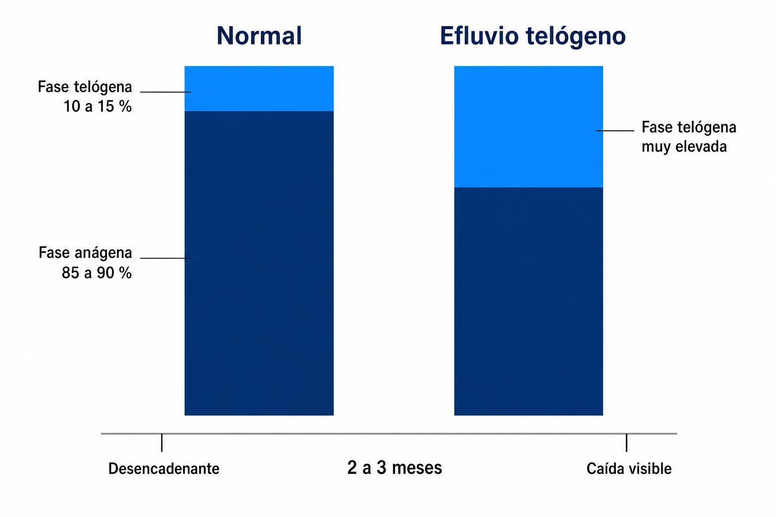 Diagrama que compara el ciclo capilar normal, con un 85 a 90 por ciento de cabellos en fase de crecimiento, y el aumento de la fase de reposo en el efluvio telógeno