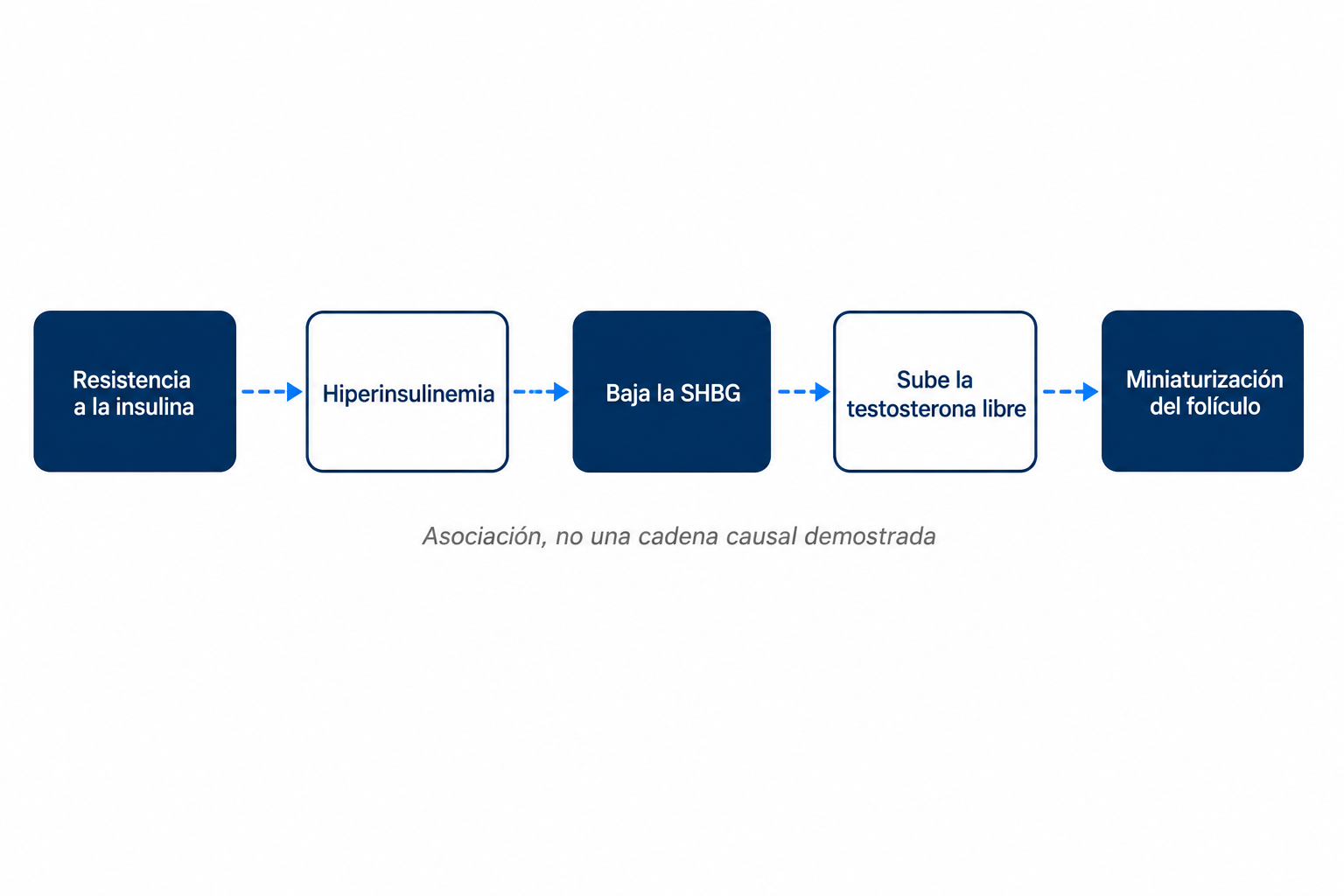Diagrama de la cadena planteada, de la resistencia a la insulina a la hiperinsulinemia y la SHBG hasta la miniaturización del folículo capilar