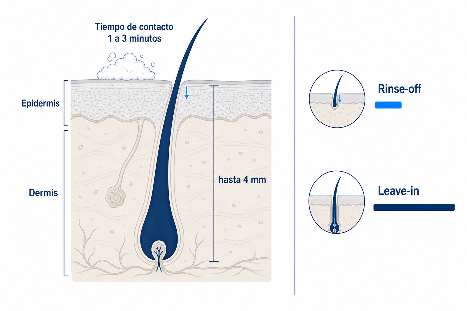 Diagrama: sección transversal del cuero cabelludo con un folículo piloso de hasta 4 mm de profundidad, junto al breve tiempo de contacto de un champú de 1 a 3 minutos comparando rinse-off y leave-in