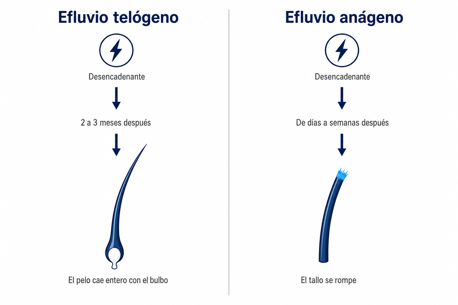 Infografía que compara el efluvio telógeno, con bulbo en maza, y el efluvio anágeno, con el tallo capilar roto