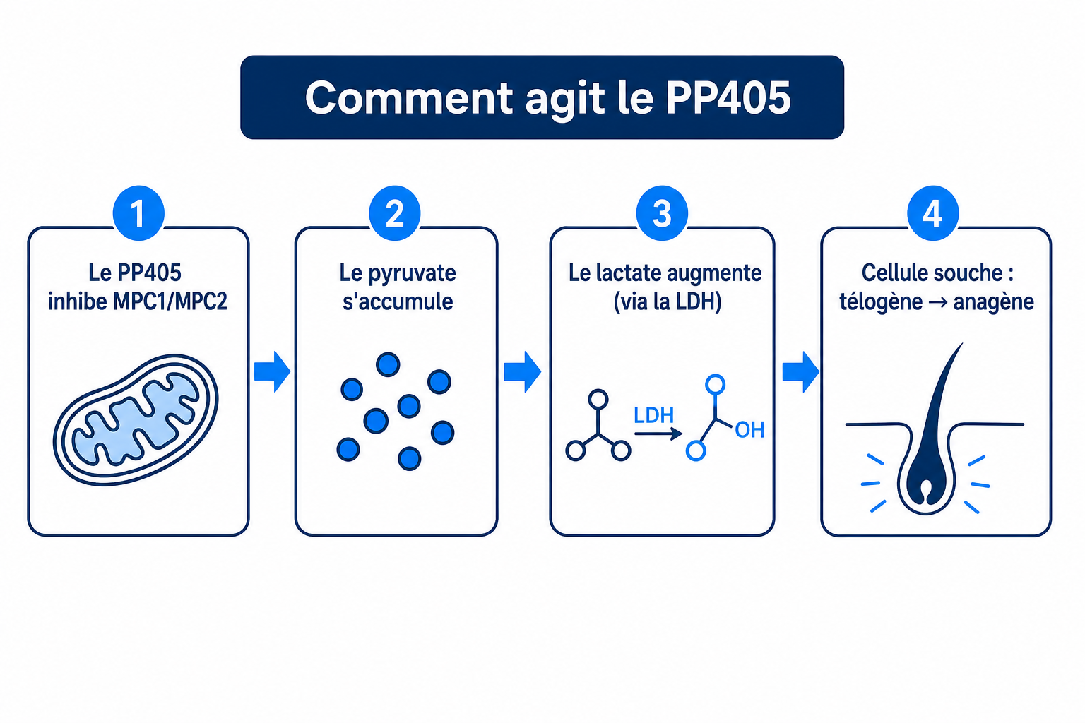 Infographie sur le mécanisme d'action du PP405 : inhibition de MPC1/MPC2, accumulation de pyruvate, hausse du lactate et passage de la cellule souche de télogène à anagène