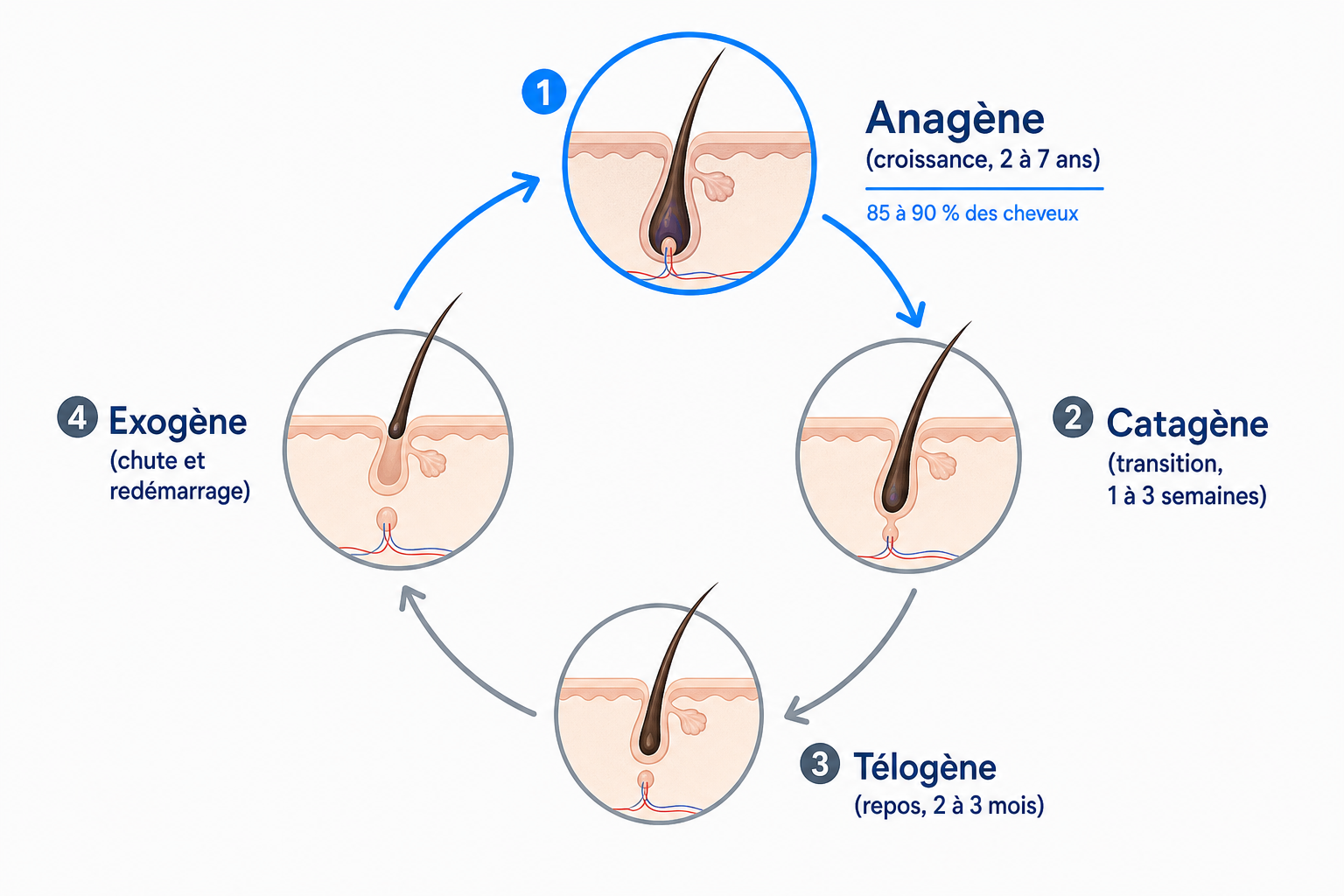 Schéma du cycle capillaire avec les phases anagène, catagène, télogène et exogène et la part de cheveux en croissance