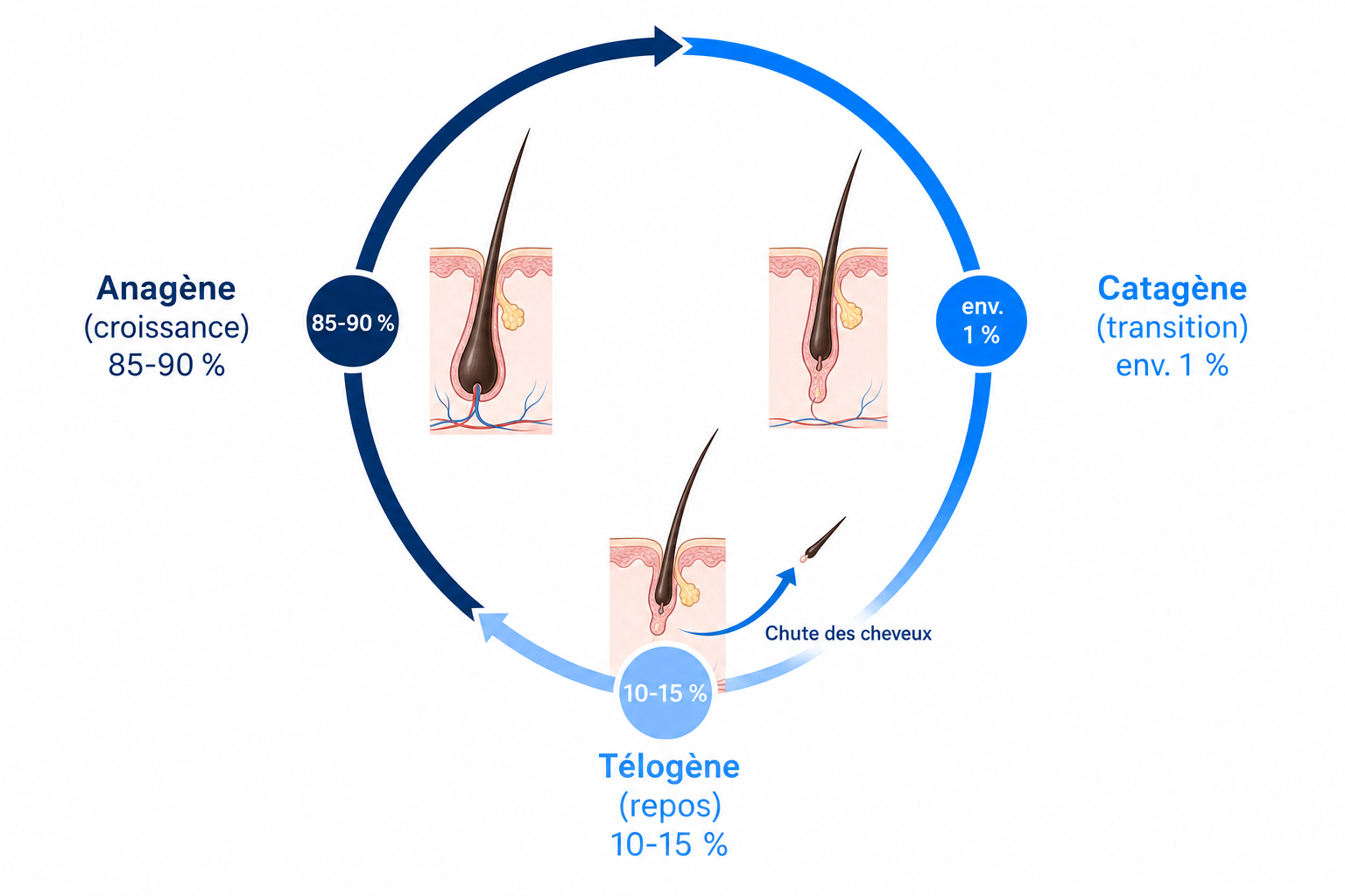 Diagramme du cycle capillaire avec les phases anagène, catagène et télogène et le point où survient la chute de cheveux