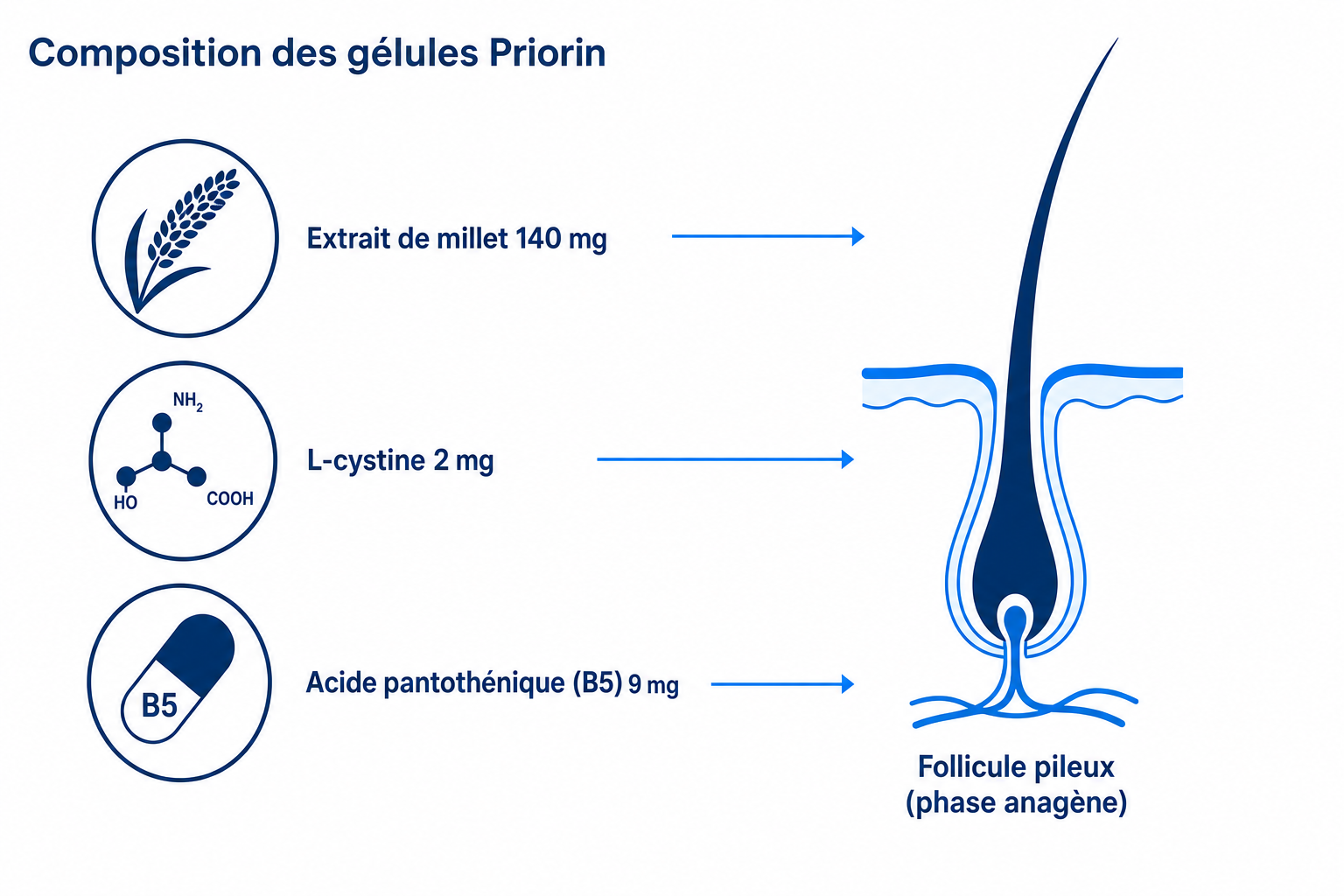 Infographie : composition des gélules Priorin (extrait de millet, L-cystine, acide pantothénique) et leur action sur le follicule pileux