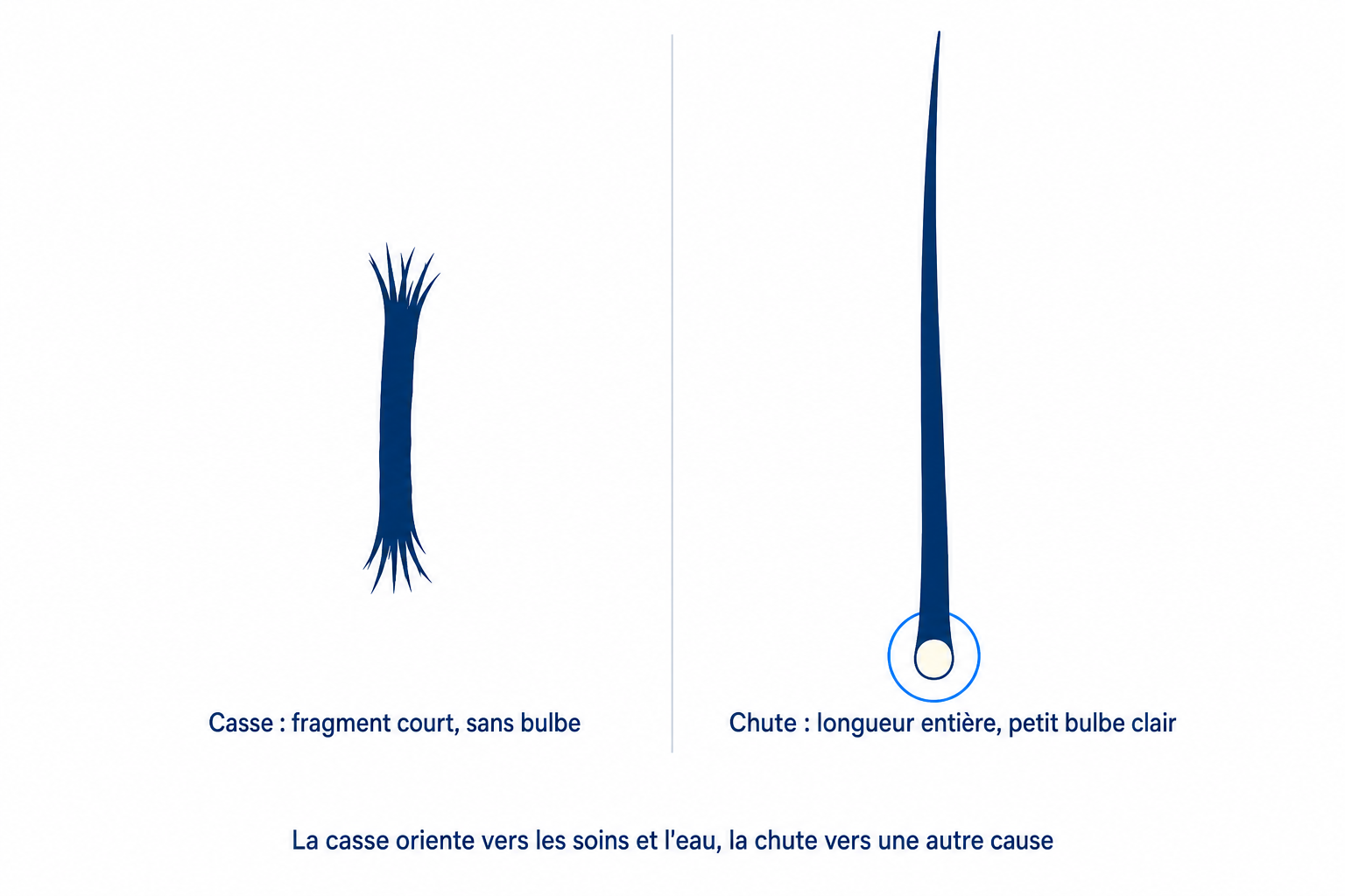 Illustration : cheveu cassé sans bulbe comparé à un cheveu tombé avec son petit bulbe clair