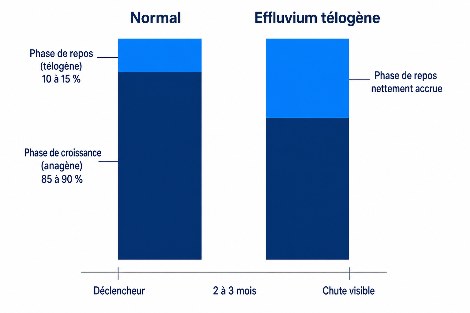 Schéma : cycle capillaire normal avec 85 à 90 % de phase de croissance, comparé à une phase de repos augmentée en cas d'effluvium télogène