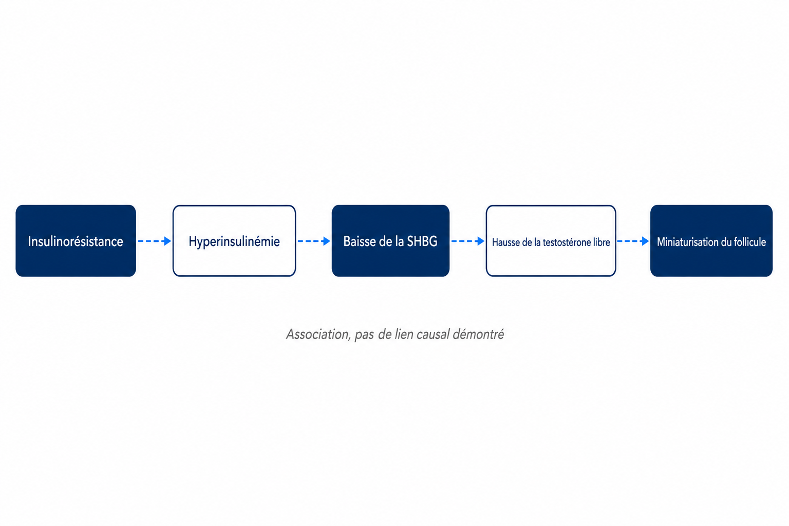 Schéma de la chaîne discutée allant de l'insulinorésistance à la miniaturisation du follicule pileux, en passant par l'hyperinsulinémie et la SHBG
