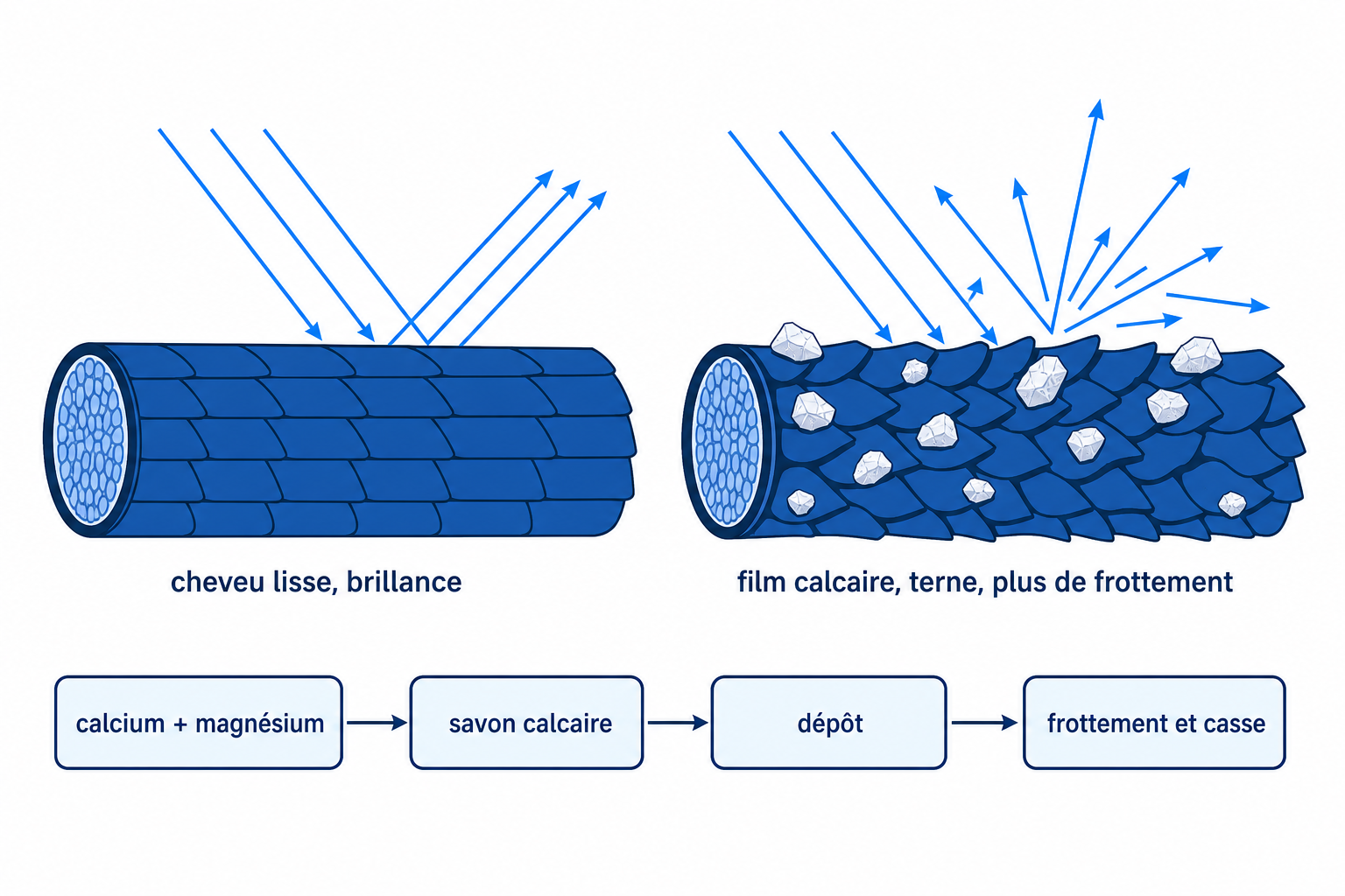 Illustration : fibre capillaire à cuticule lisse comparée à une fibre recouverte d'un film calcaire dû à l'eau dure