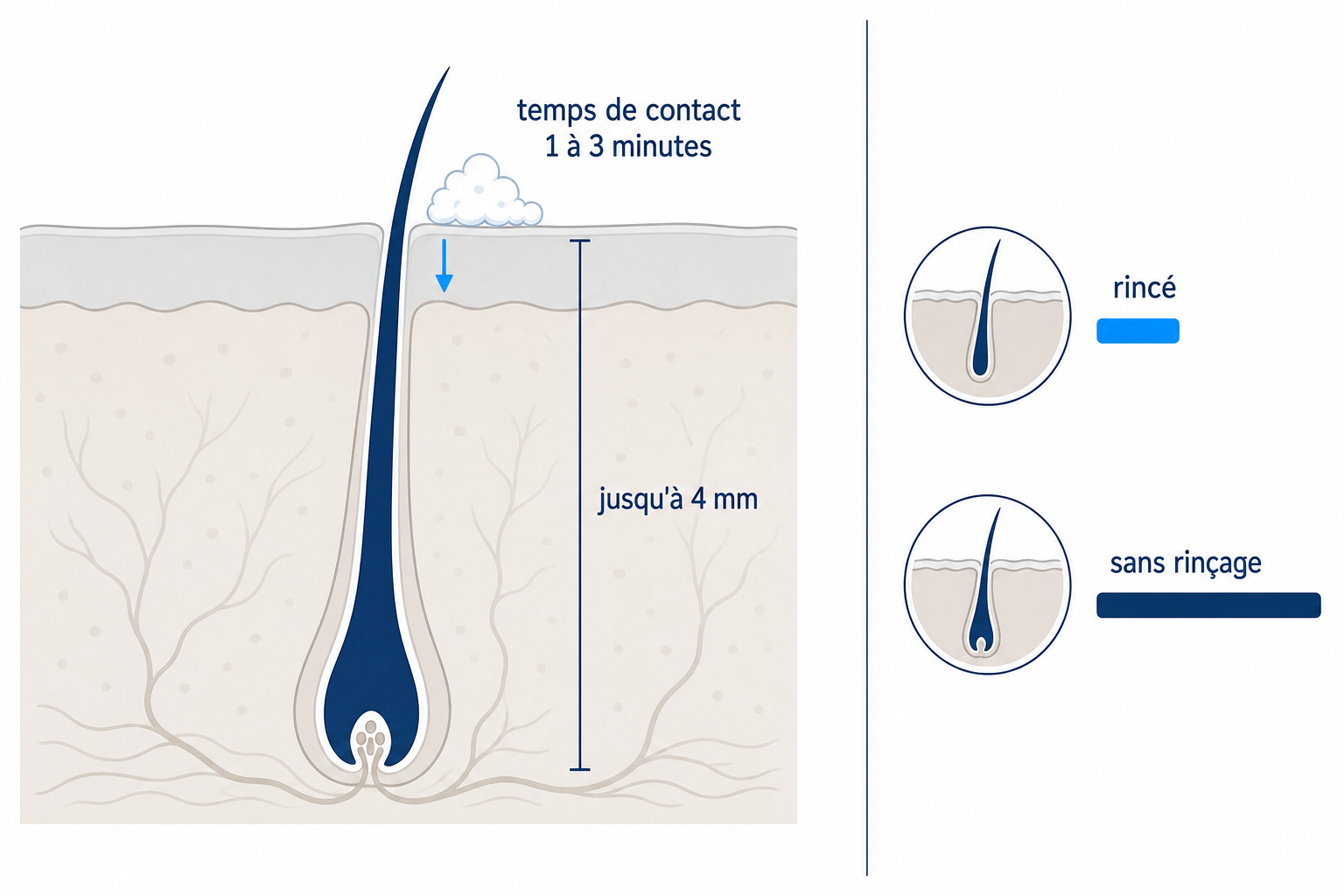Schéma : coupe du cuir chevelu avec un follicule pileux jusqu'à 4 mm de profondeur, et le court temps de contact d'un shampooing de 1 à 3 minutes, produit rincé contre produit laissé en place