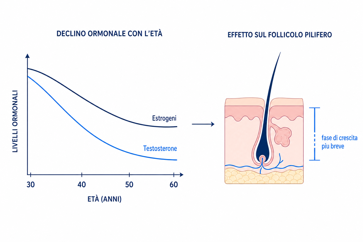 Infografica: calo dei livelli di estrogeni e testosterone e loro effetto sul follicolo pilifero con l'età