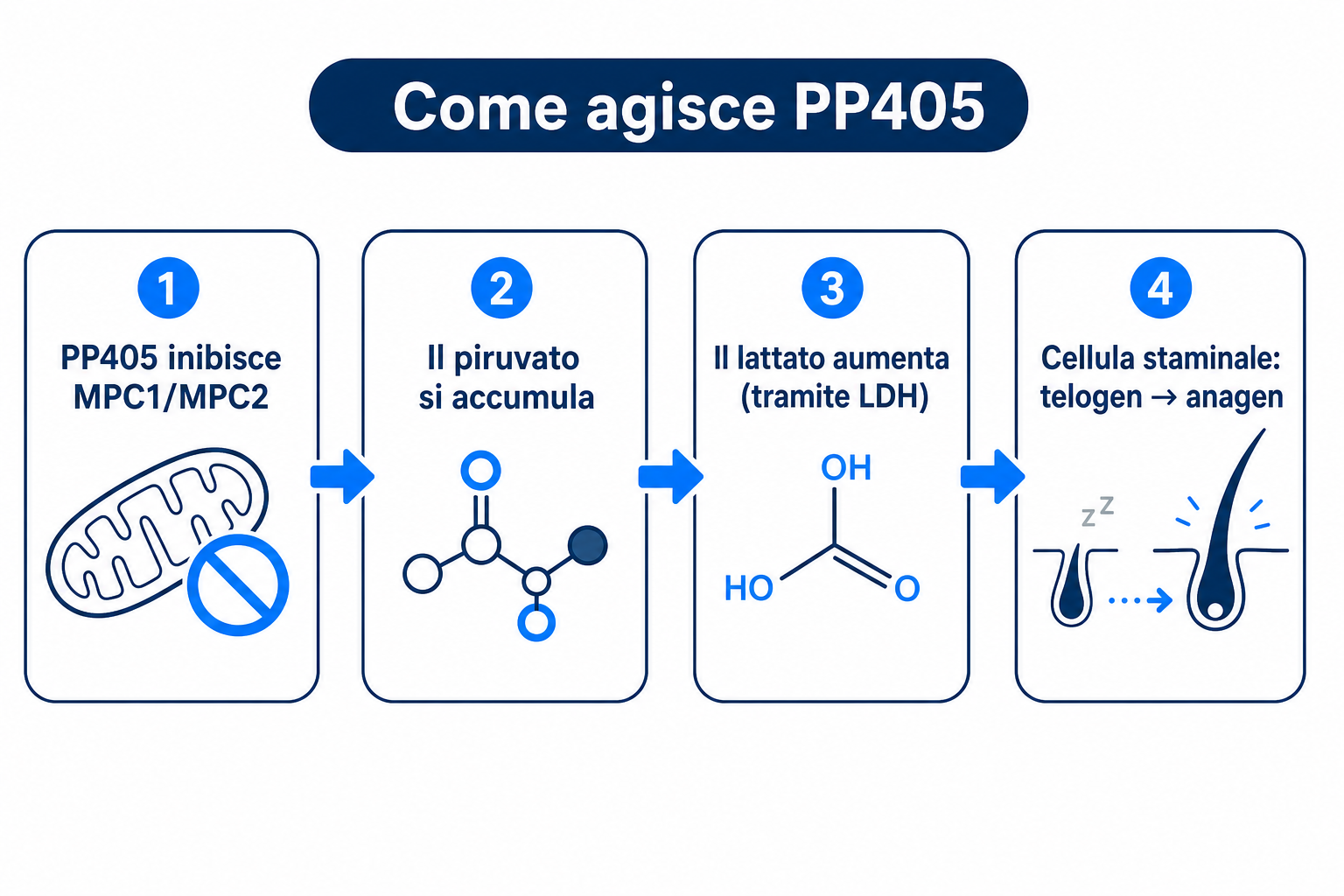 Infografica sul meccanismo d'azione di PP405: inibizione di MPC1/MPC2, accumulo di piruvato, aumento del lattato e passaggio della cellula staminale da telogen ad anagen