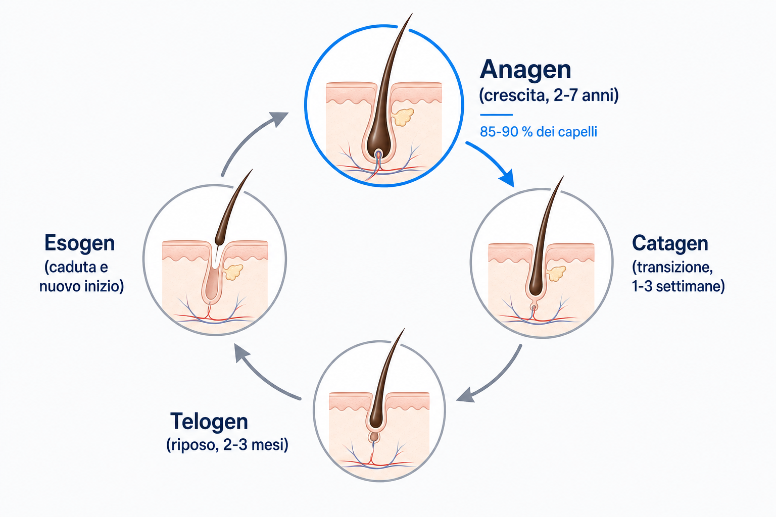 Diagramma del ciclo del capello con anagen, catagen, telogen ed esogen e la quota di capelli in crescita