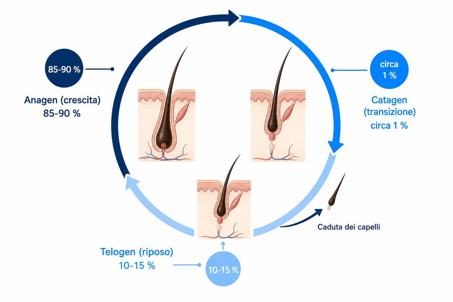 Diagramma del ciclo del capello con le fasi anagen, catagen e telogen e il punto in cui si verifica la caduta