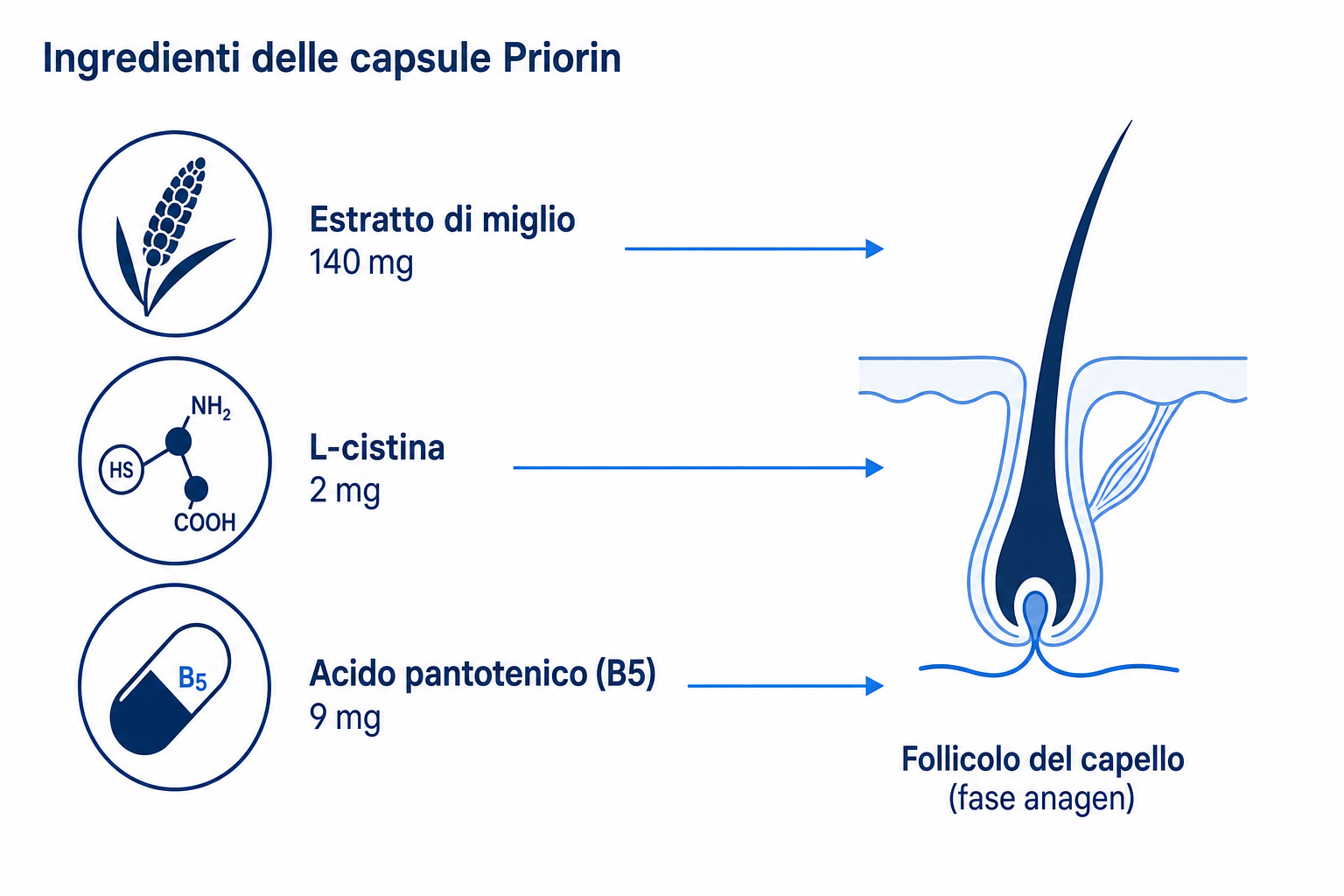 Infografica: ingredienti delle capsule Priorin (estratto di miglio, L-cistina, acido pantotenico) e la loro azione sul follicolo del capello