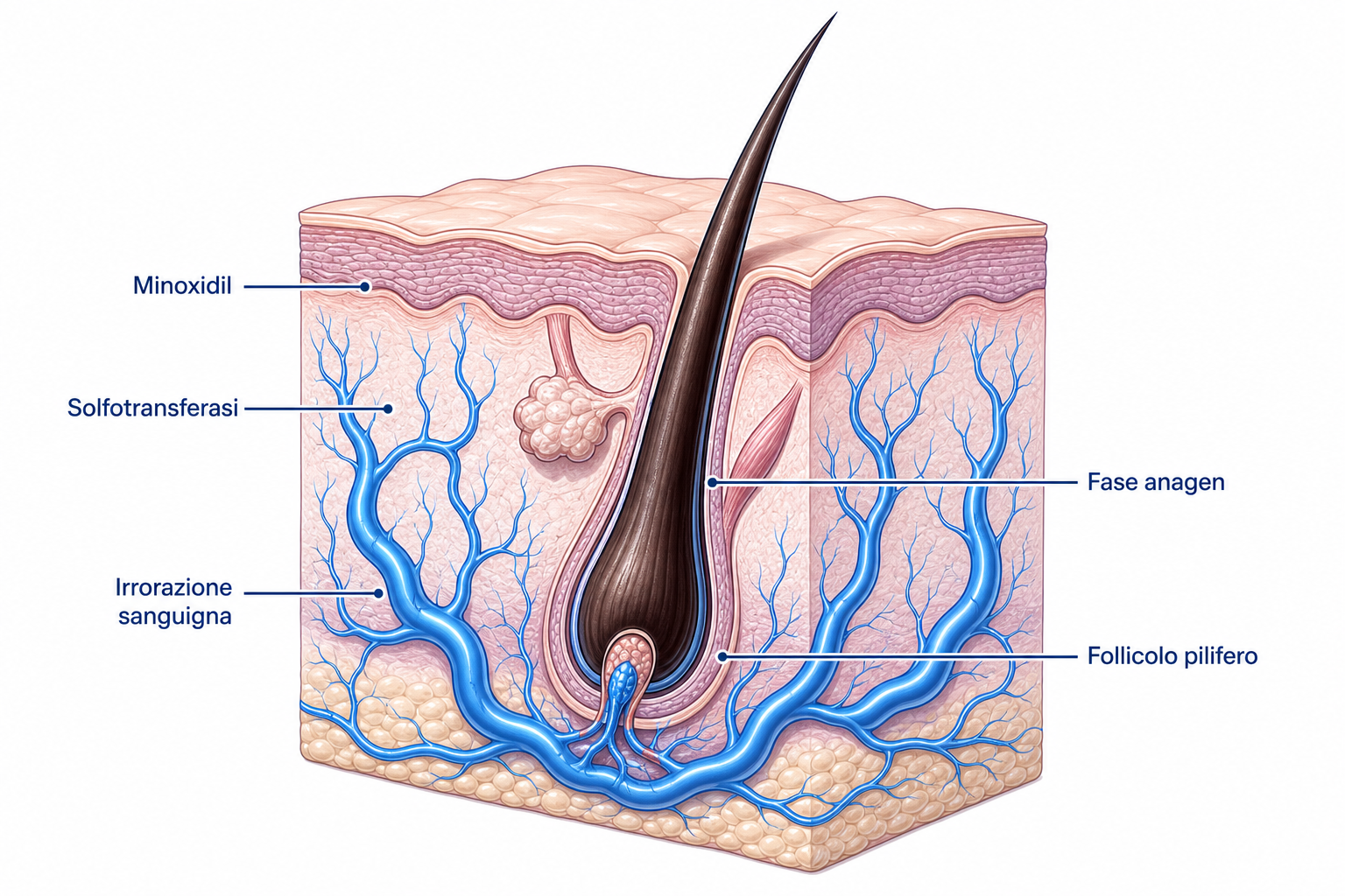 Illustrazione del meccanismo d'azione del minoxidil sul follicolo pilifero con vasi sanguigni dilatati