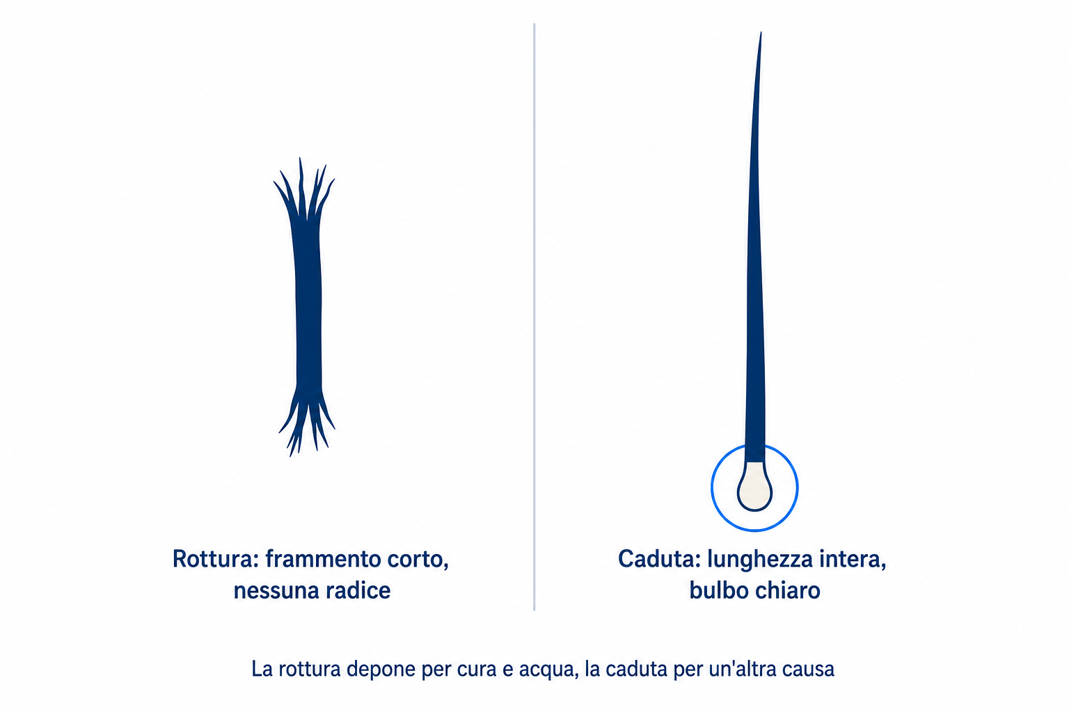 Illustrazione: capello spezzato senza radice a confronto con capello caduto con bulbo chiaro alla base