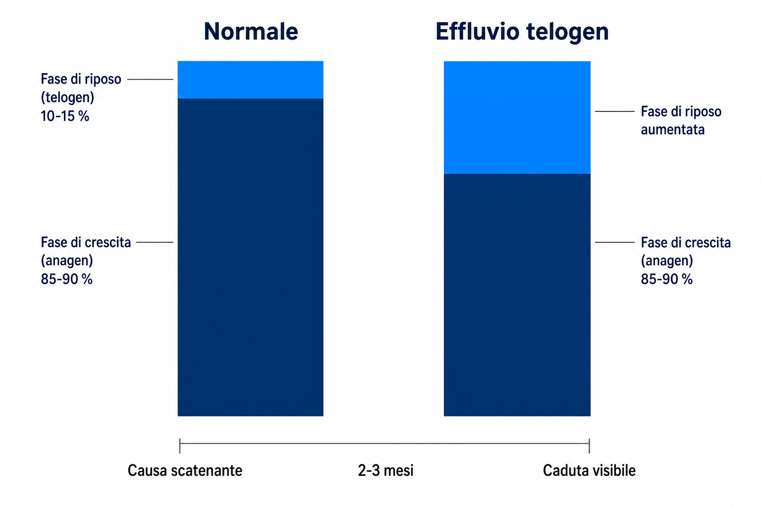 Diagramma: ciclo del capello normale con 85-90 per cento in fase di crescita rispetto alla fase di riposo aumentata nell'effluvio telogen