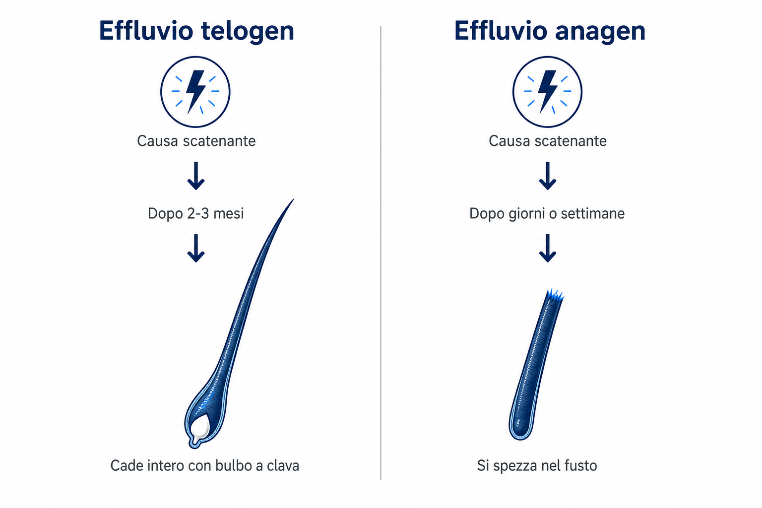 Infografica: effluvio telogen con bulbo a clava rispetto a effluvio anagen con fusto del capello spezzato