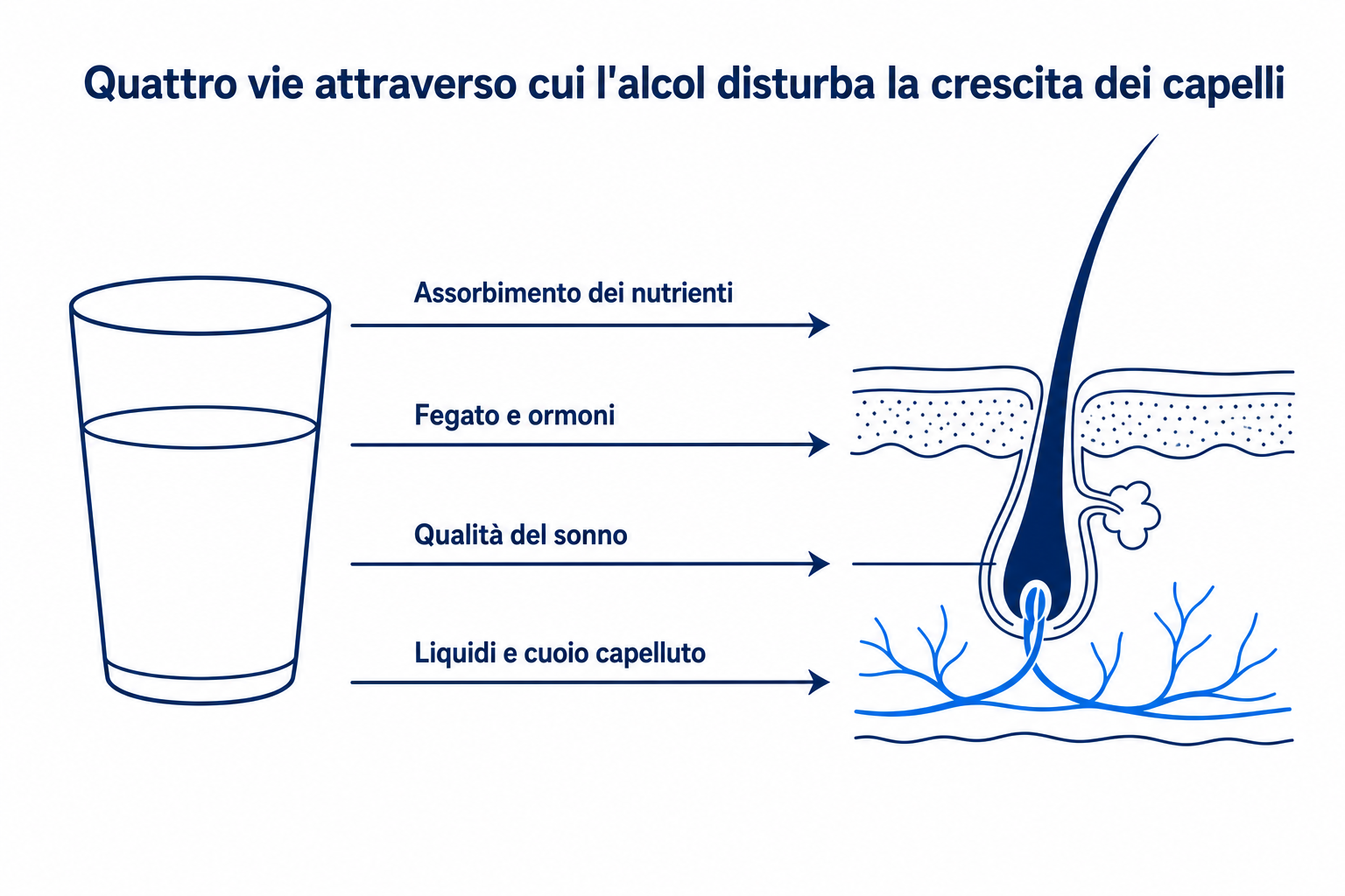 Infografica: quattro vie attraverso cui l'alcol disturba la crescita dei capelli, dall'assorbimento dei nutrienti al cuoio capelluto