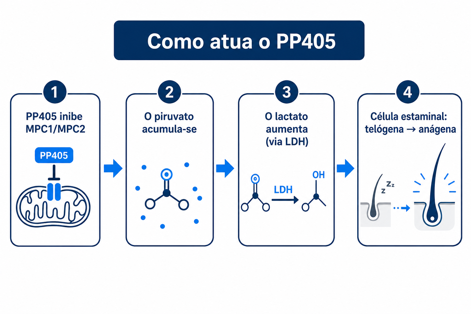 Infografia sobre o mecanismo de ação do PP405: inibição do MPC1/MPC2, acumulação de piruvato, aumento do lactato e transição da célula estaminal de telógena para anágena