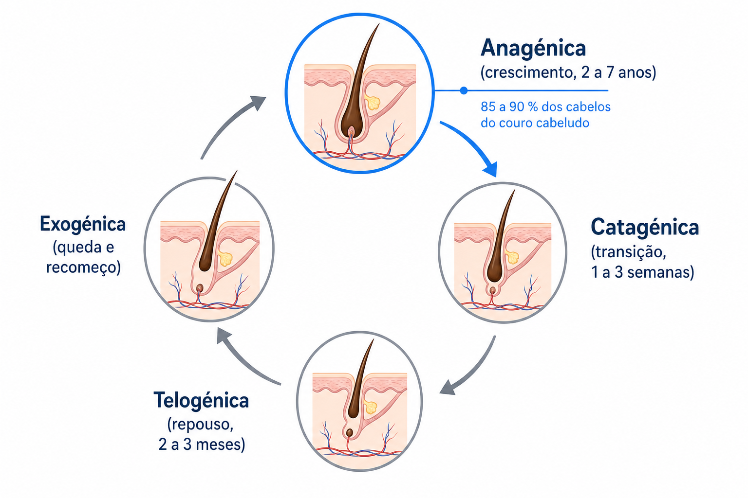 Diagrama do ciclo capilar com as fases anagénica, catagénica, telogénica e exogénica e a proporção de cabelos em crescimento