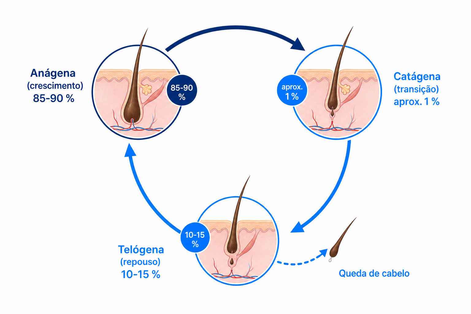 Diagrama do ciclo capilar com as fases anágena, catágena e telógena e o ponto em que surge a queda de cabelo