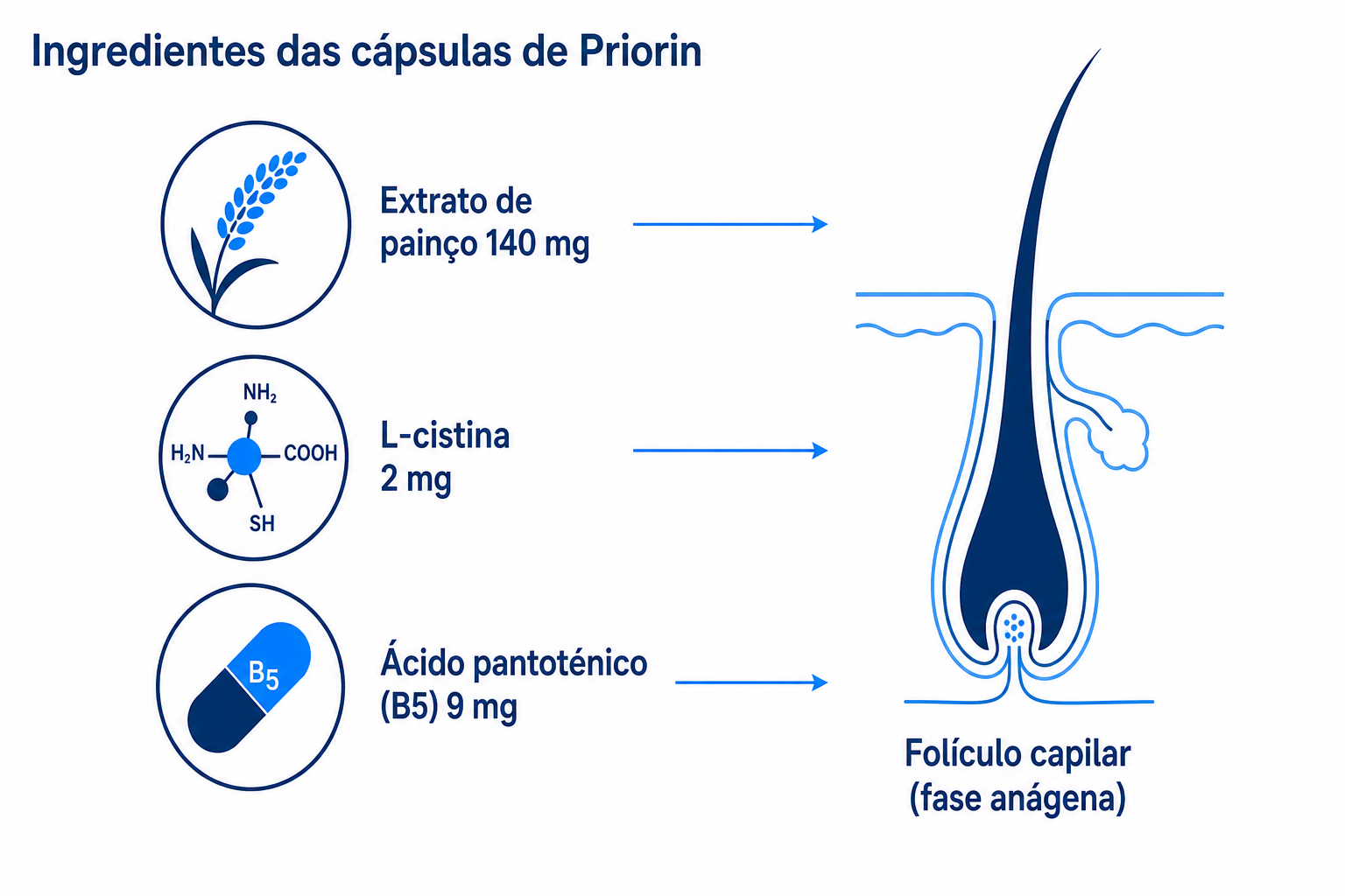 Infografia: ingredientes das cápsulas de Priorin (extrato de painço, L-cistina, ácido pantoténico) e a sua ação no folículo capilar