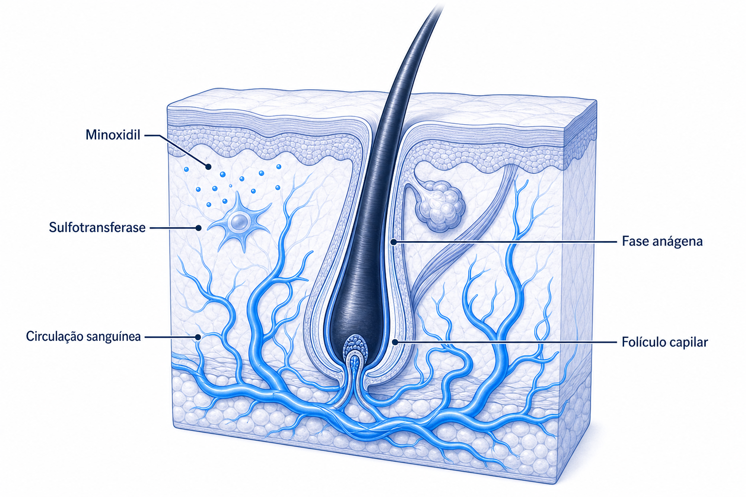 Ilustração do mecanismo de ação do minoxidil no folículo capilar, com vasos sanguíneos dilatados