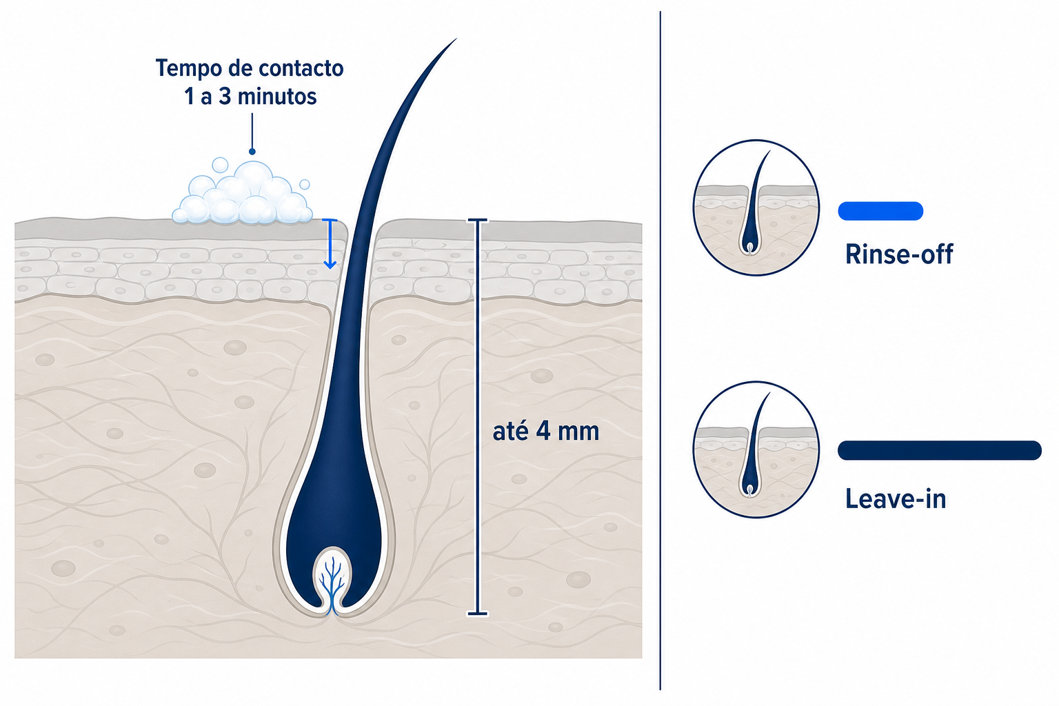 Diagrama: corte transversal do couro cabeludo com o folículo piloso até 4 mm de profundidade e o curto tempo de contacto de um champô, de 1 a 3 minutos, na comparação entre rinse-off e leave-in