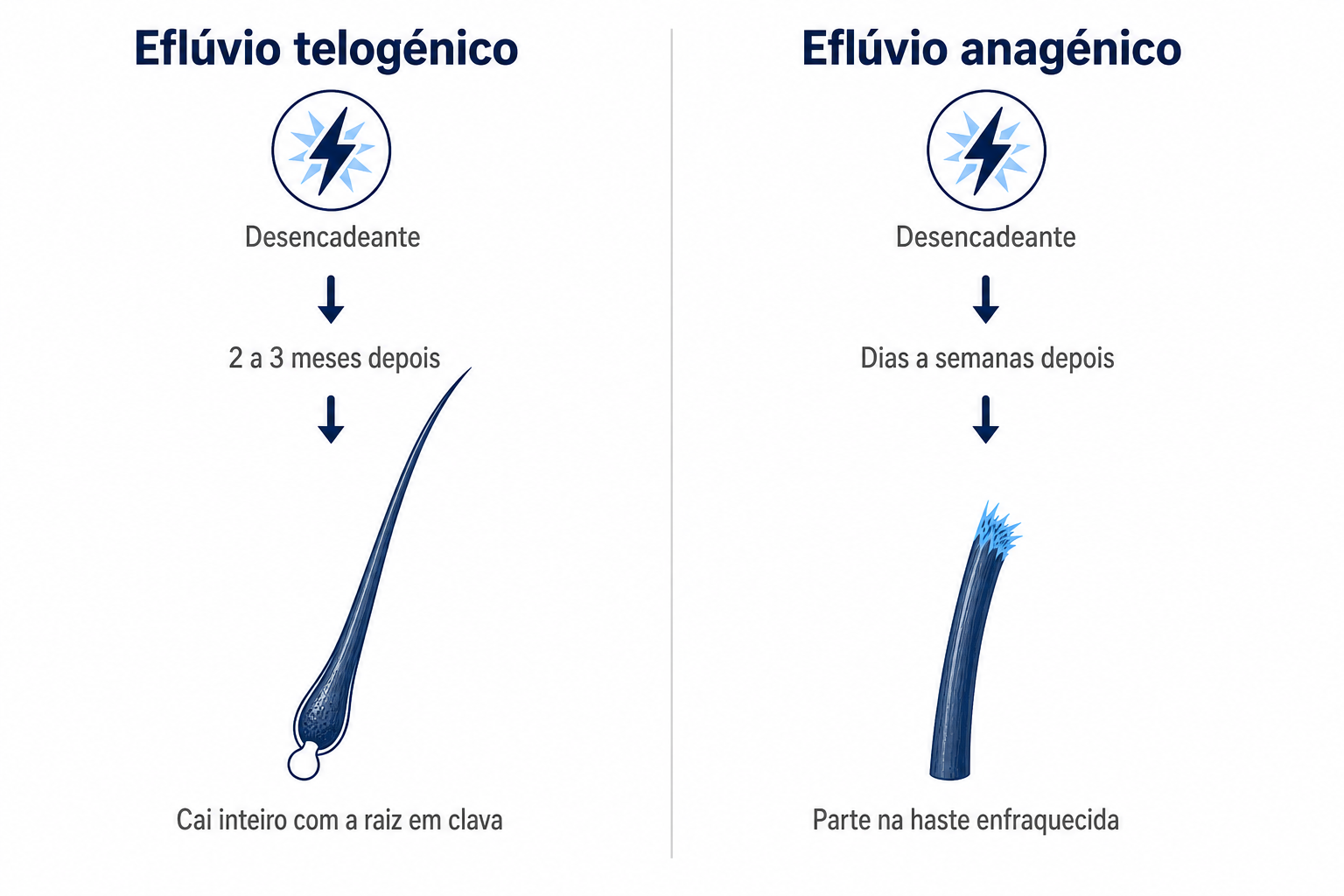 Infografia: eflúvio telogénico com raiz em clava em comparação com eflúvio anagénico com haste capilar partida