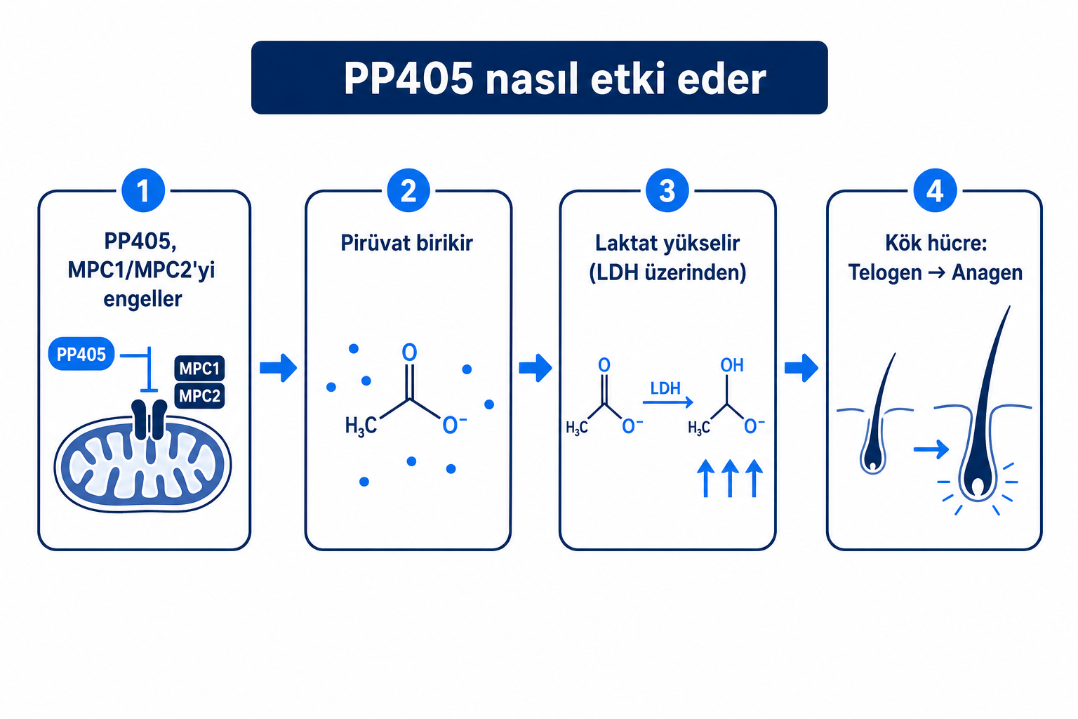 PP405'in etki mekanizmasına ilişkin infografik: MPC1/MPC2 engellemesi, pirüvat birikimi, laktat artışı ve kök hücrenin Telogen'den Anagen'e geçişi