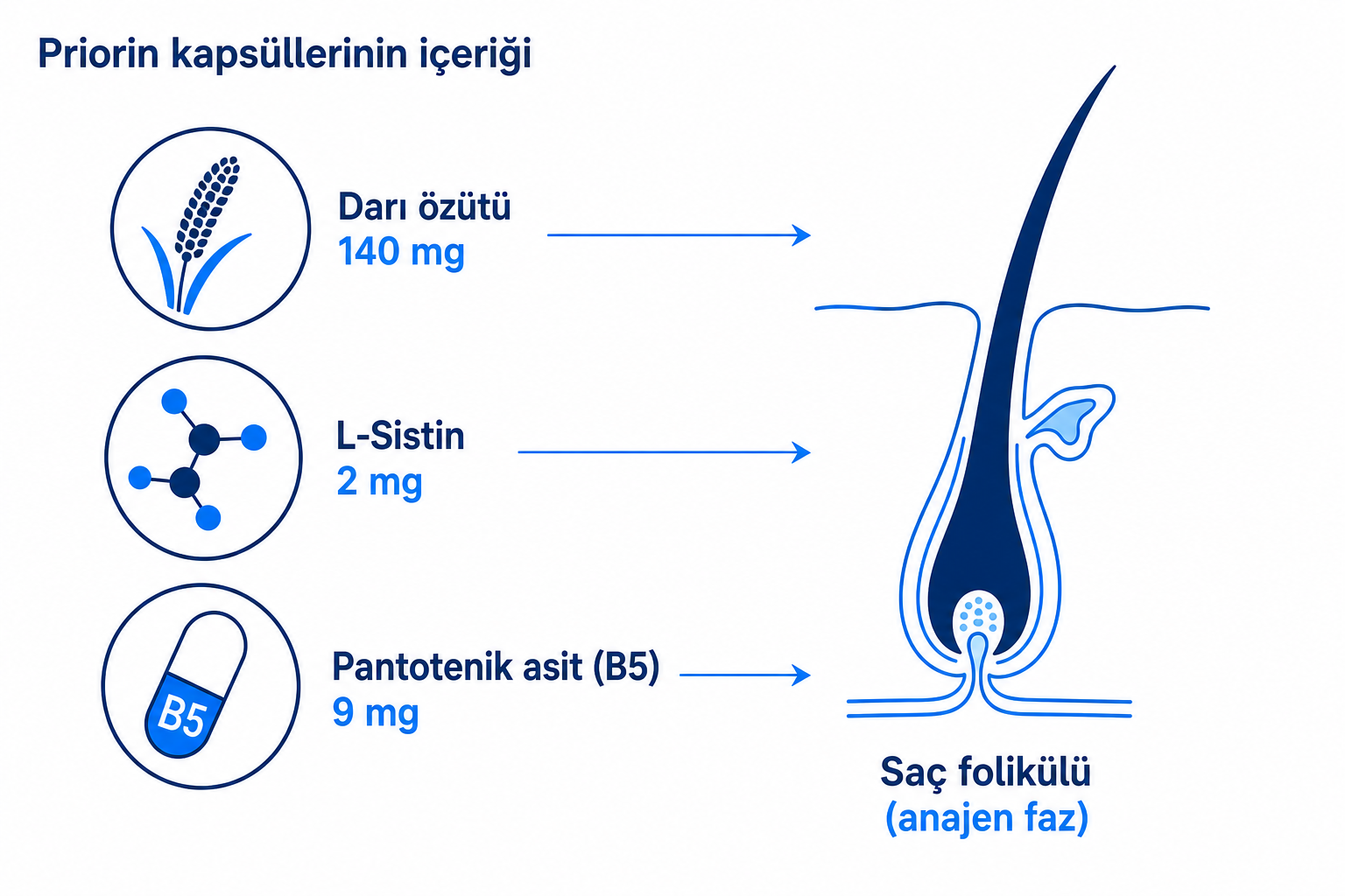 İnfografik: Priorin kapsüllerinin içeriği (darı özütü, L-Sistin, pantotenik asit) ve saç folikülü üzerindeki etkisi